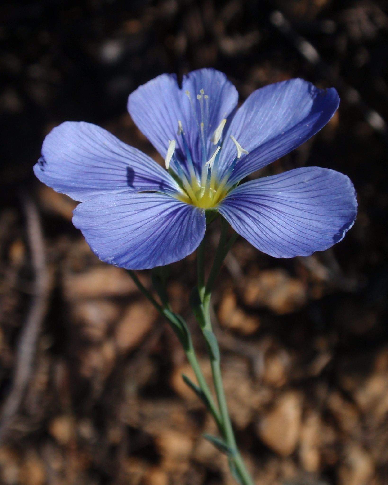 Linum lewisii