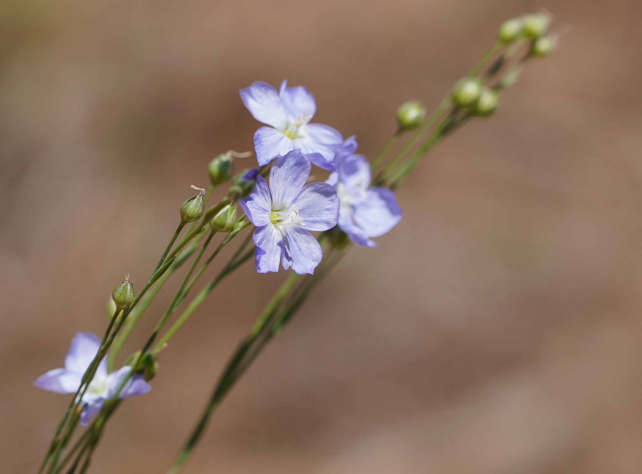 Linum marginale