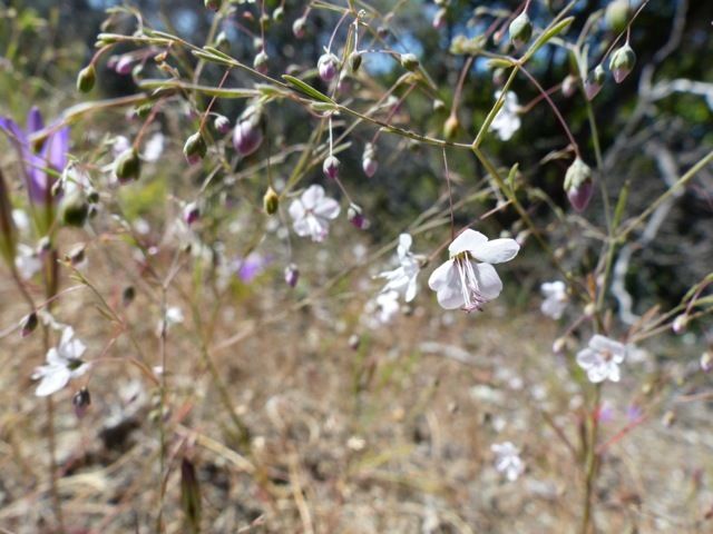 Linum sp.