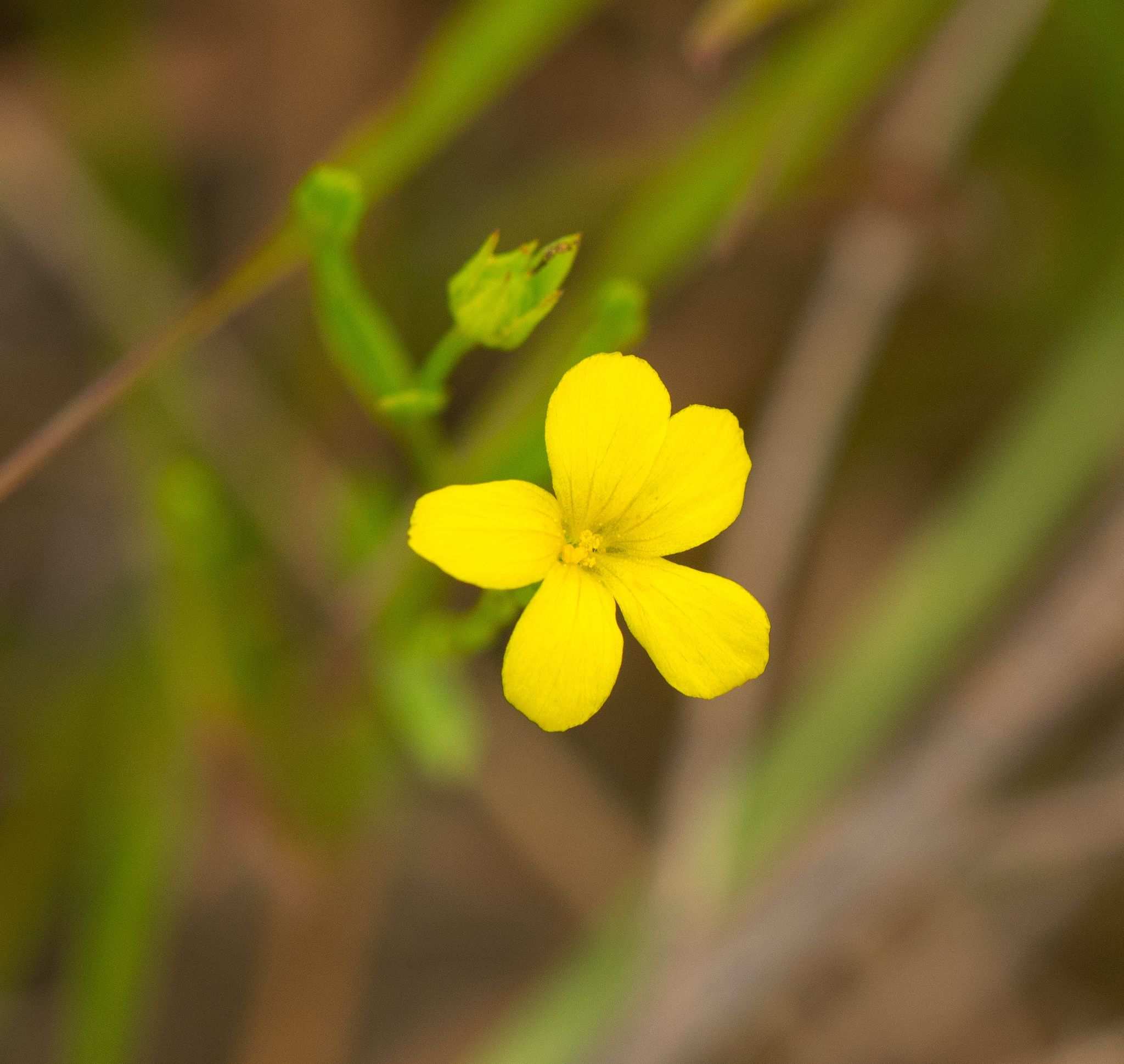 Linum sulcatum