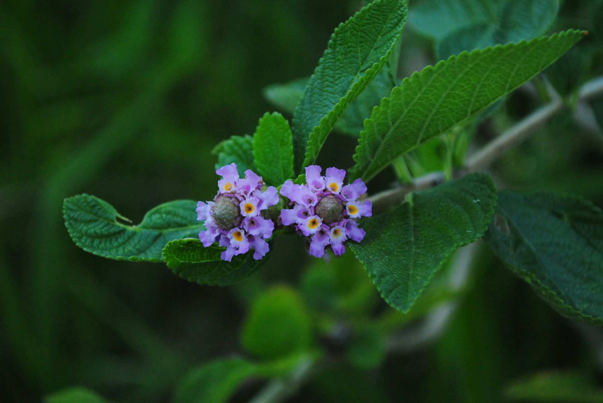 Lippia alba