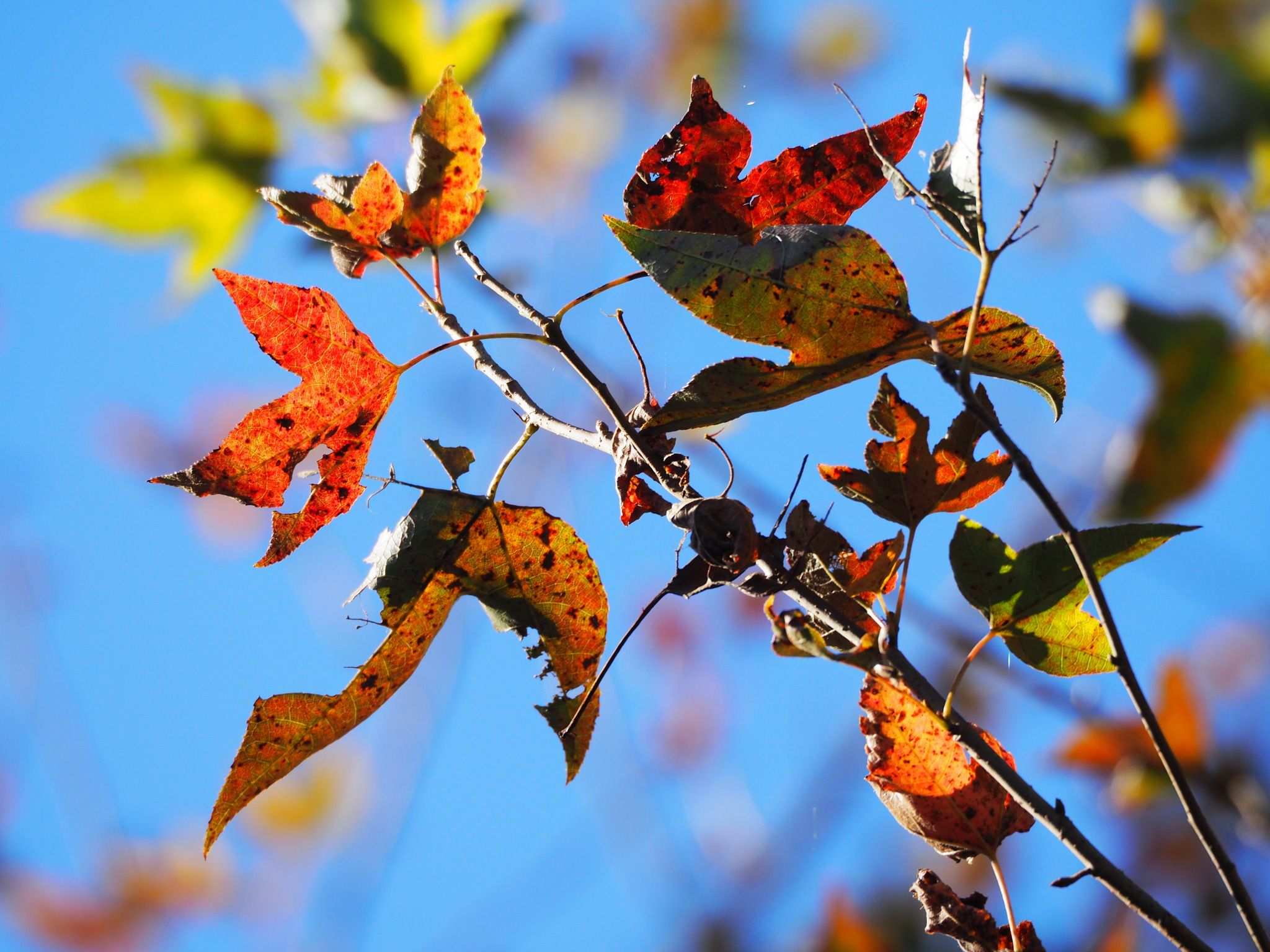 Liquidambar formosana