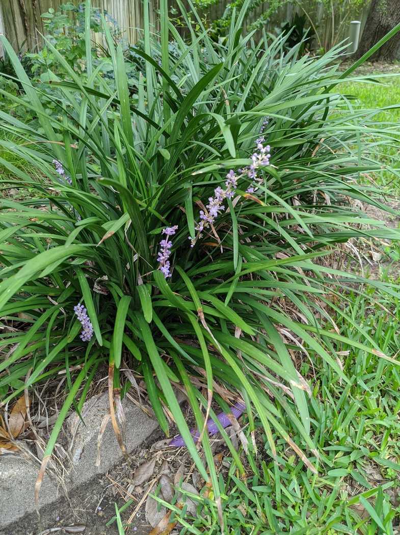 Liriope muscari