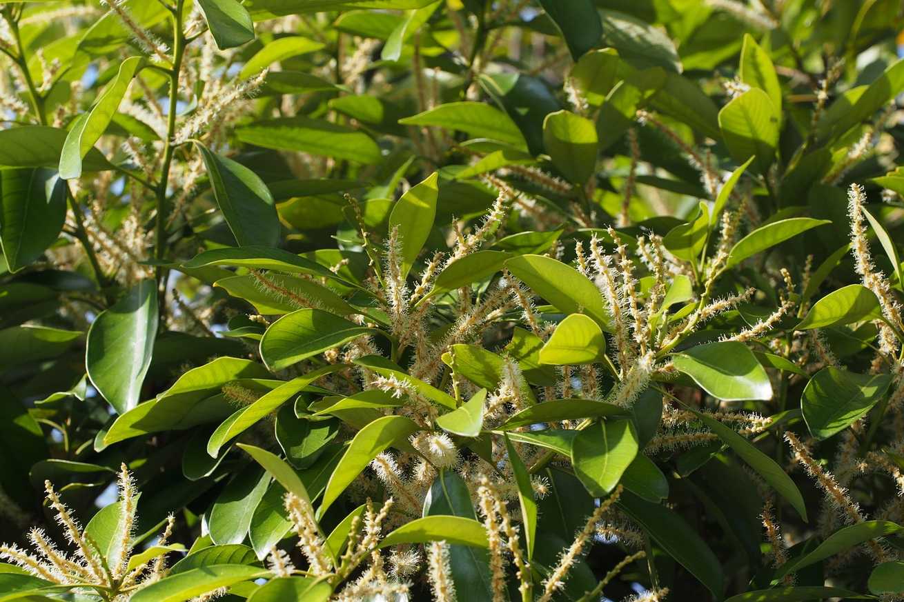Lithocarpus edulis