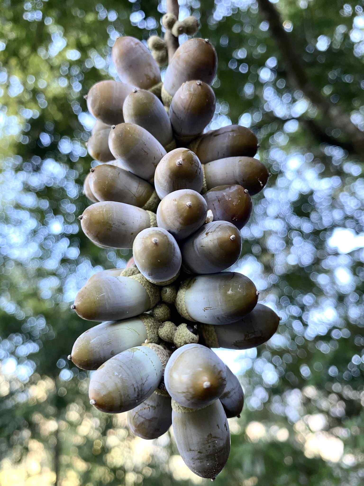 Lithocarpus glaber