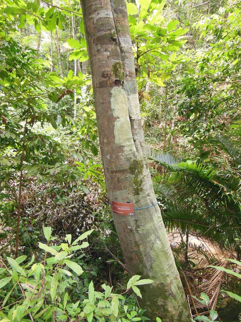 Lithocarpus wallichianus