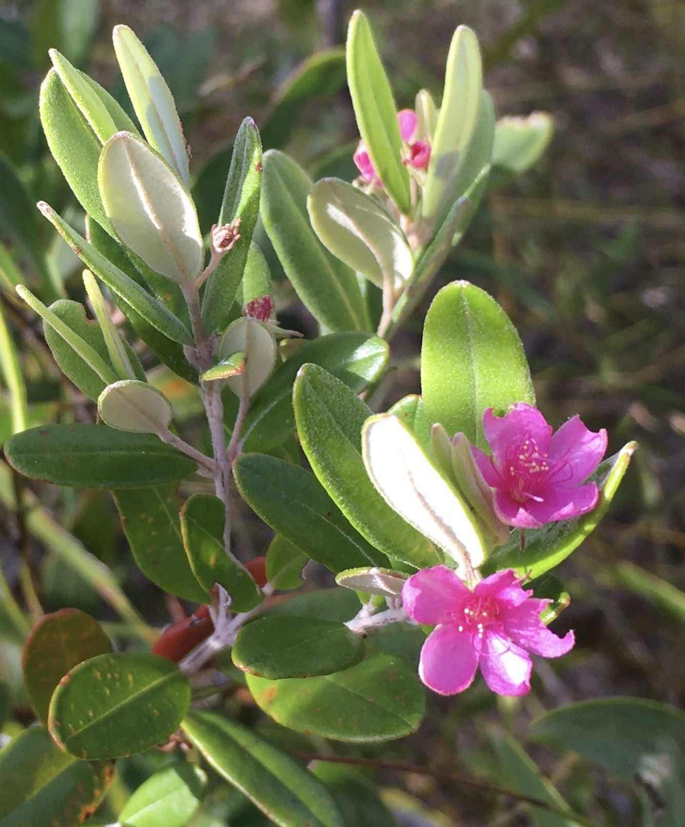 Lithomyrtus obtusa