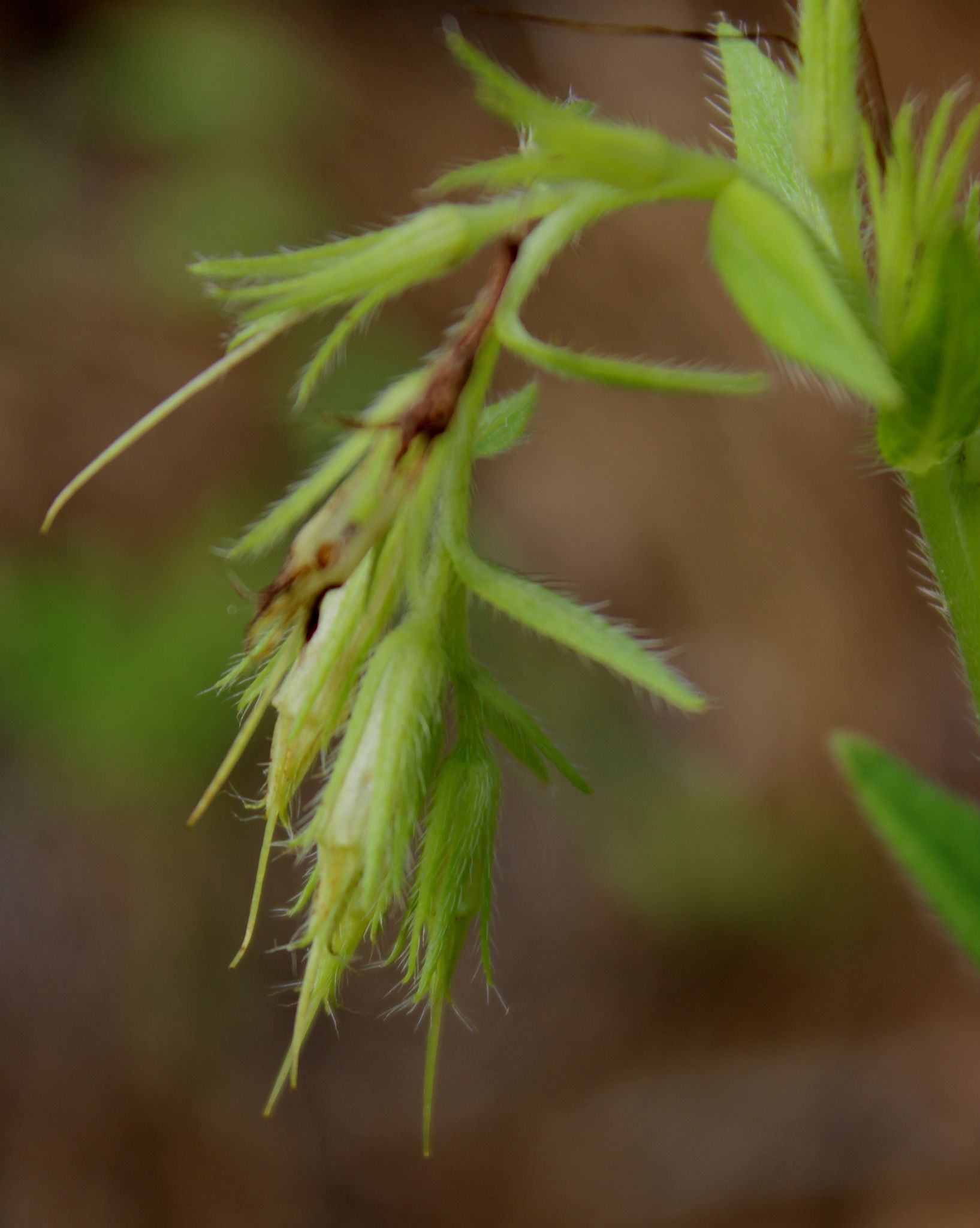 Lithospermum virginianum