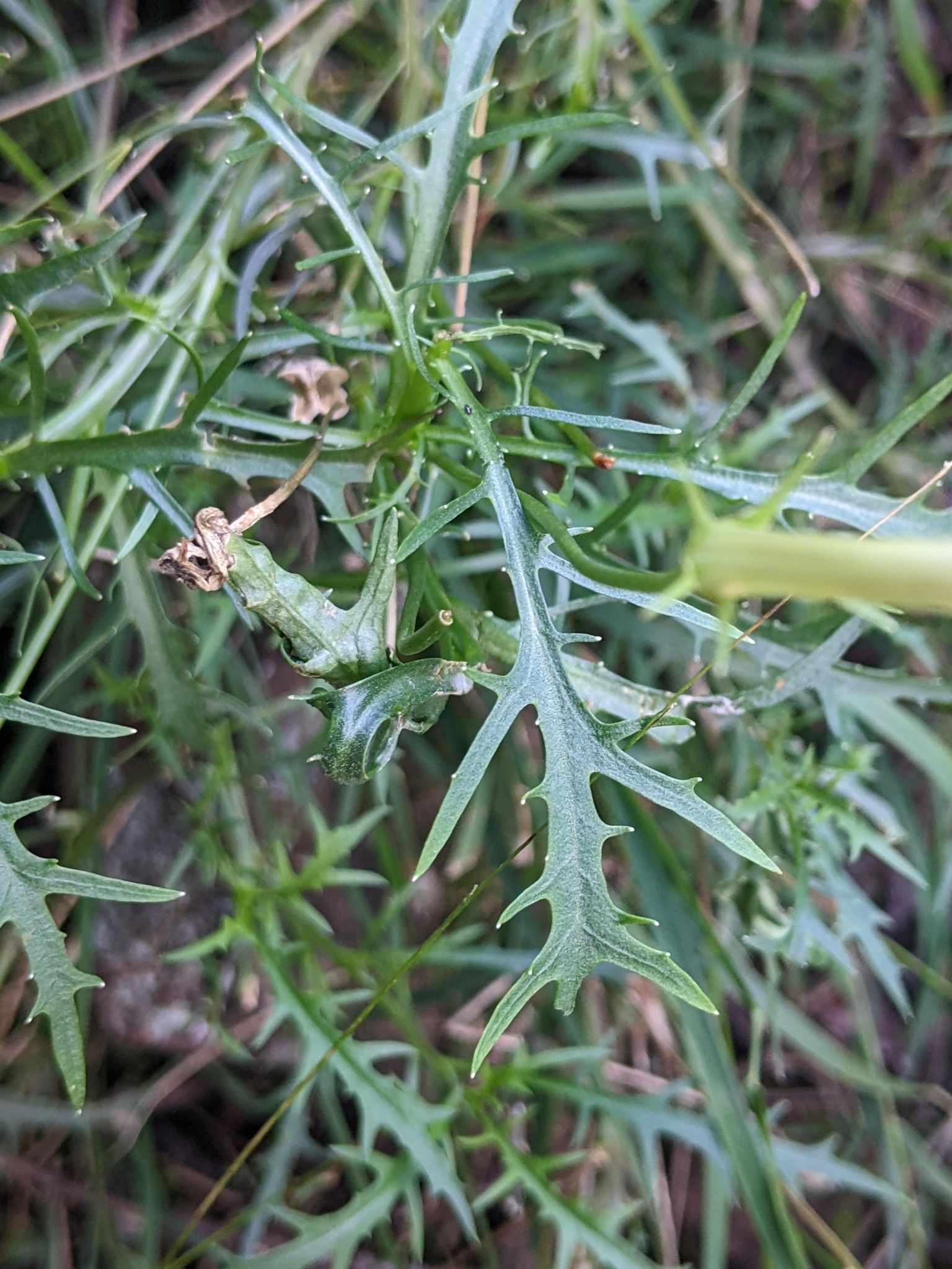 Lithotoma axillaris
