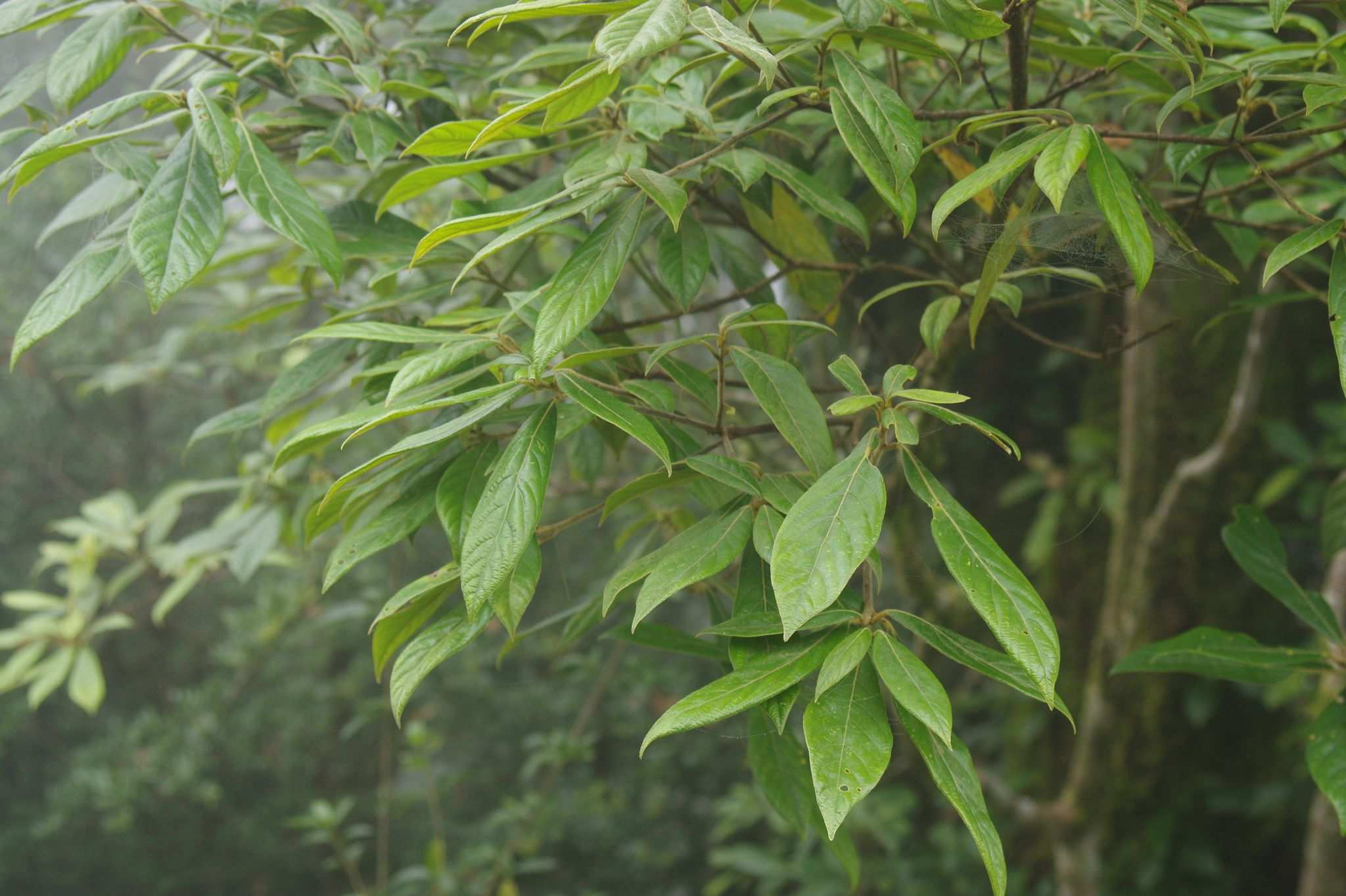 Litsea elongata