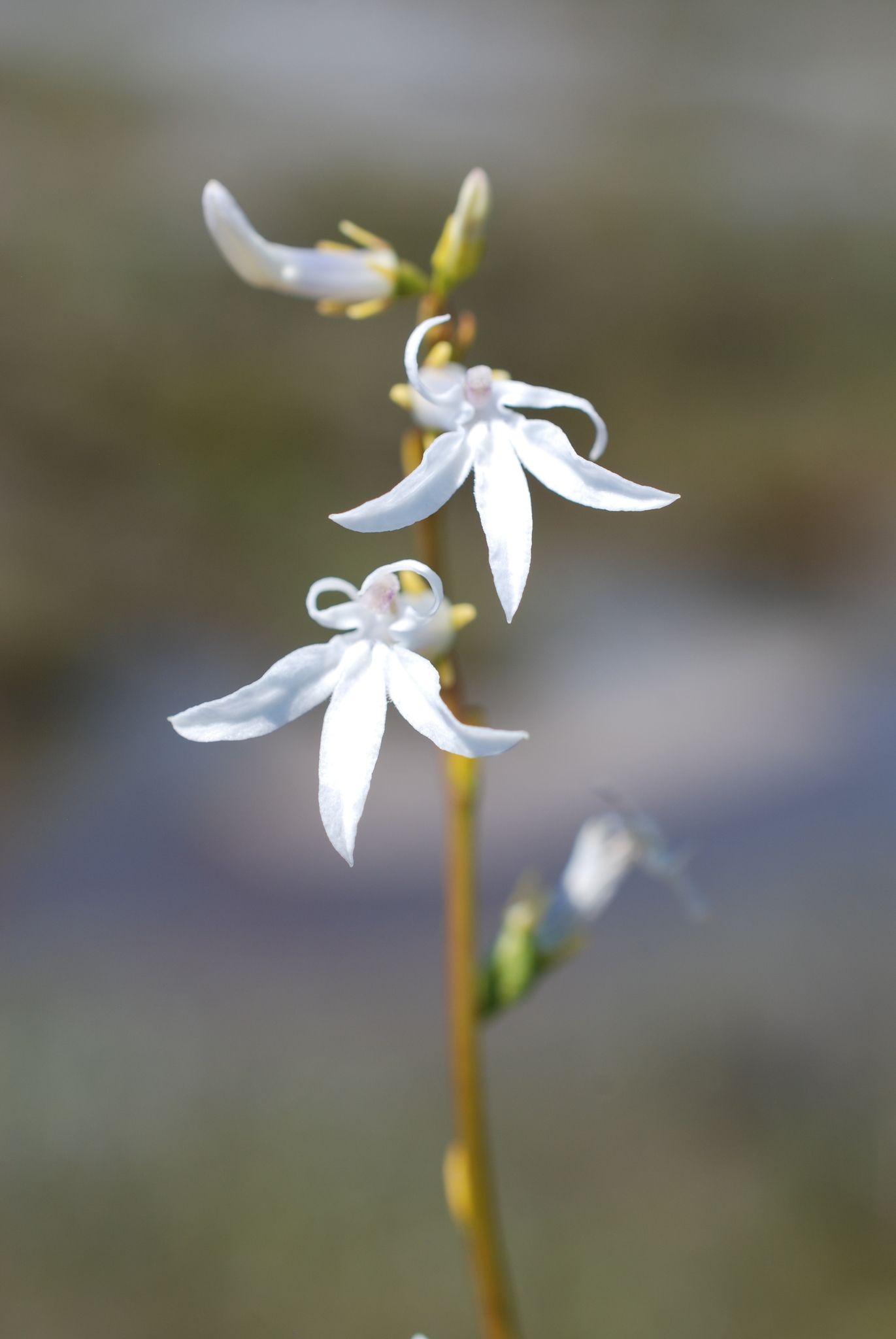 Lobelia dortmanna
