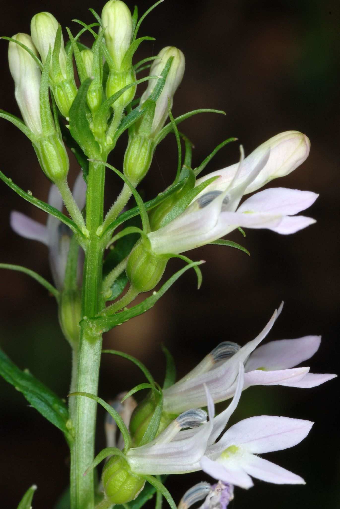 Lobelia inflata