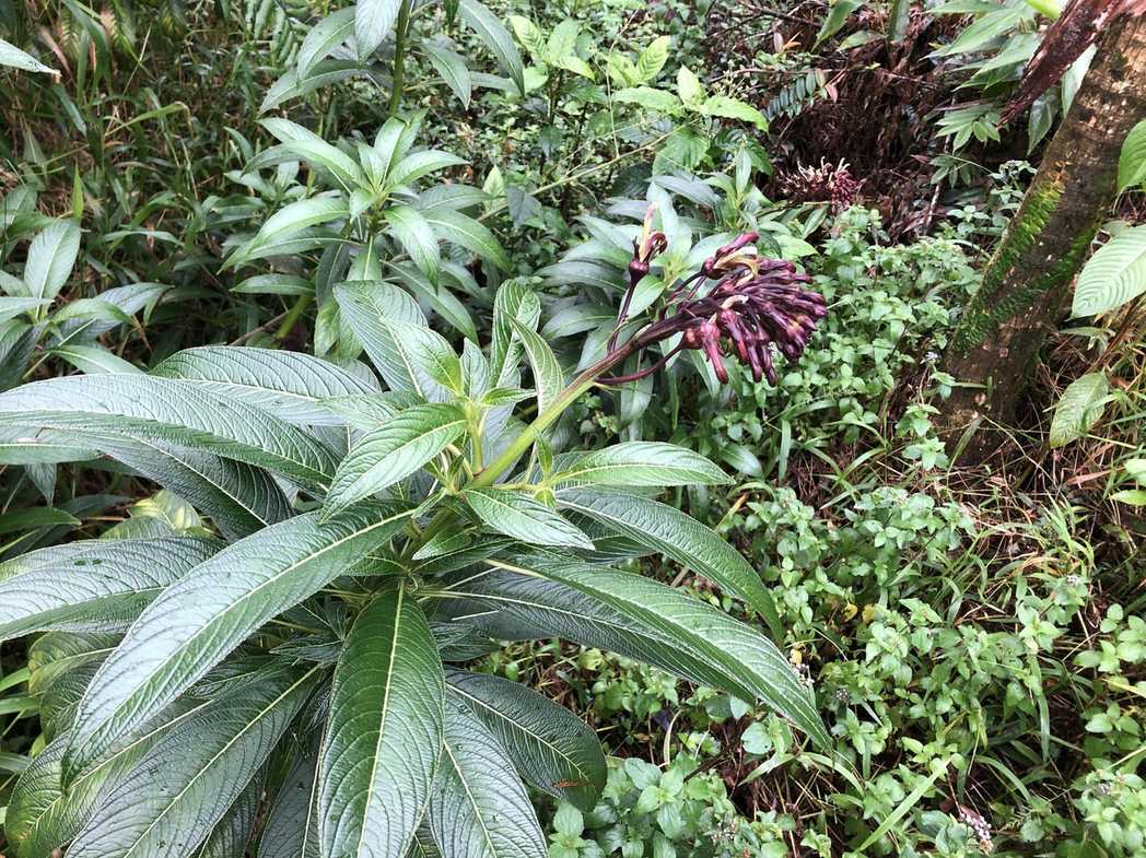 Lobelia portoricensis
