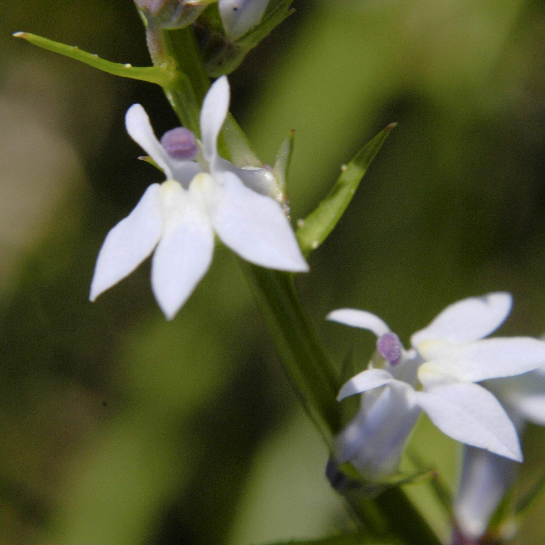 Lobelia sp.