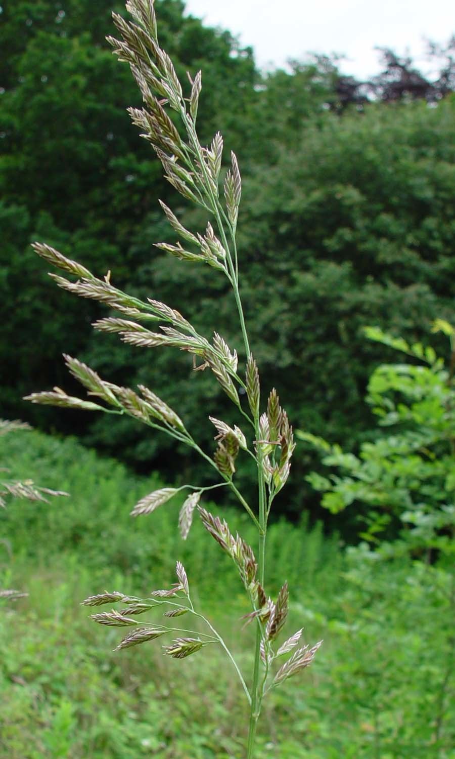 Lolium arundinaceum
