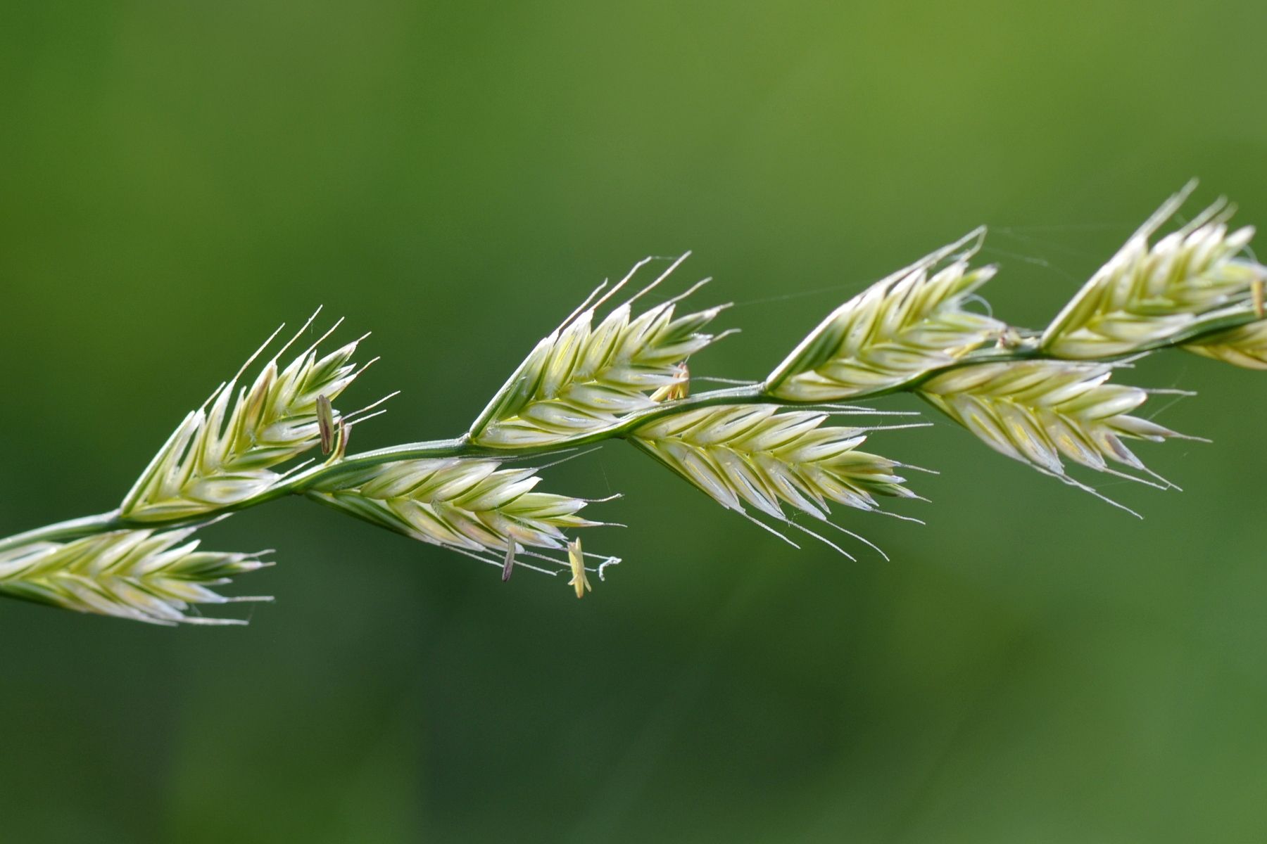 Lolium multiflorum