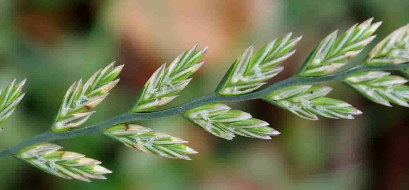 Lolium perenne