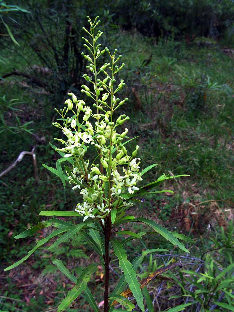 Lomatia myricoides