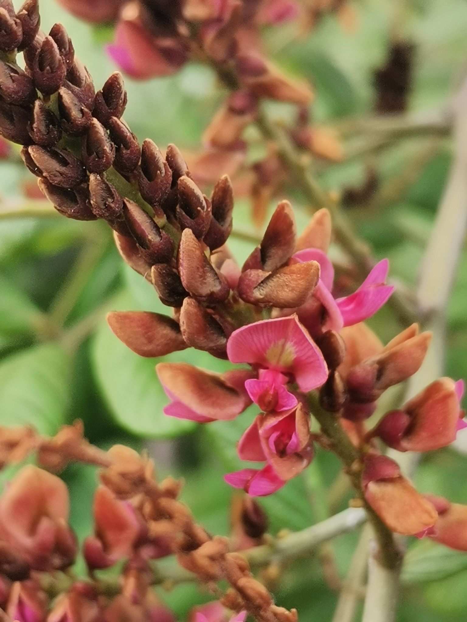 Lonchocarpus rugosus