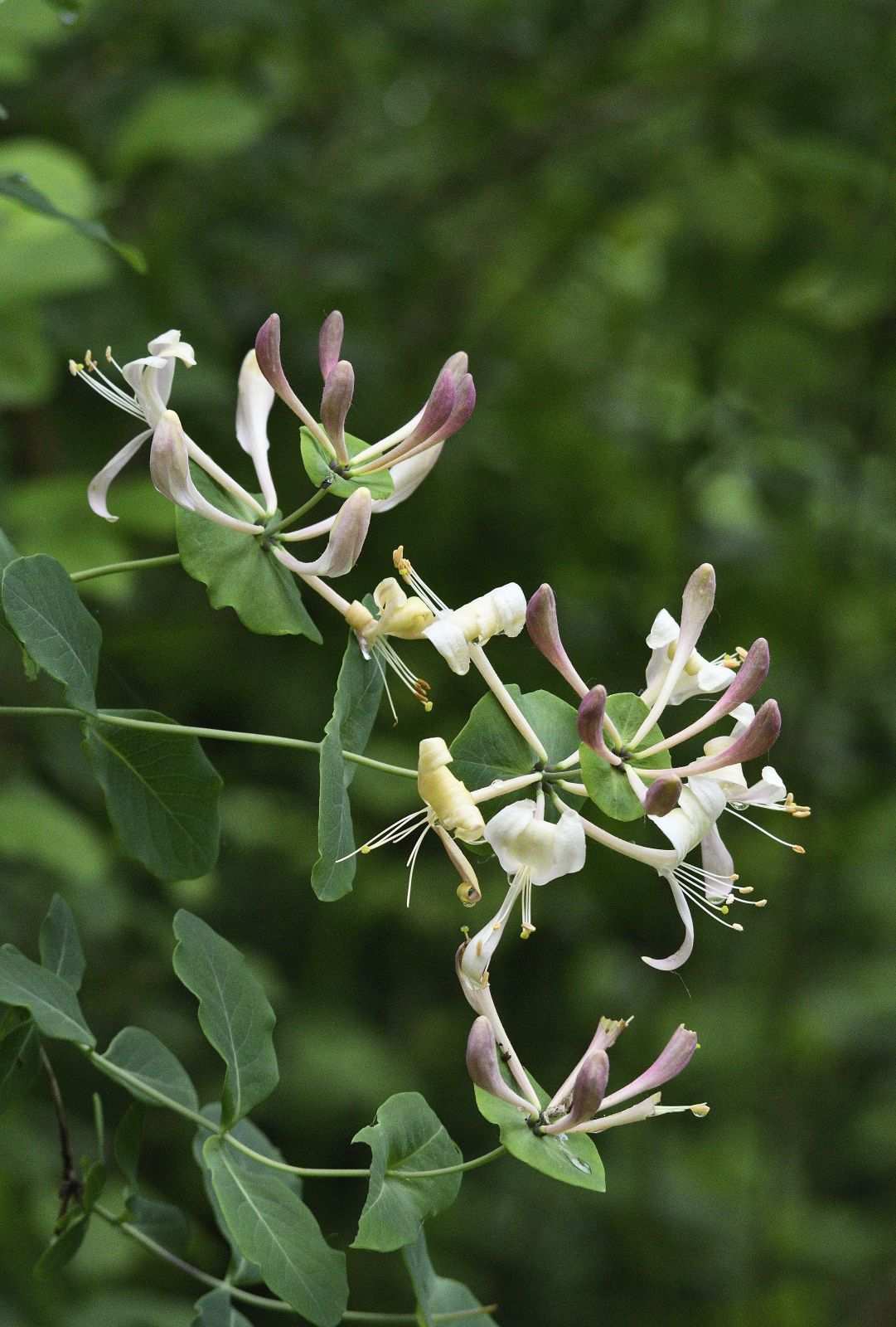 Lonicera caprifolium