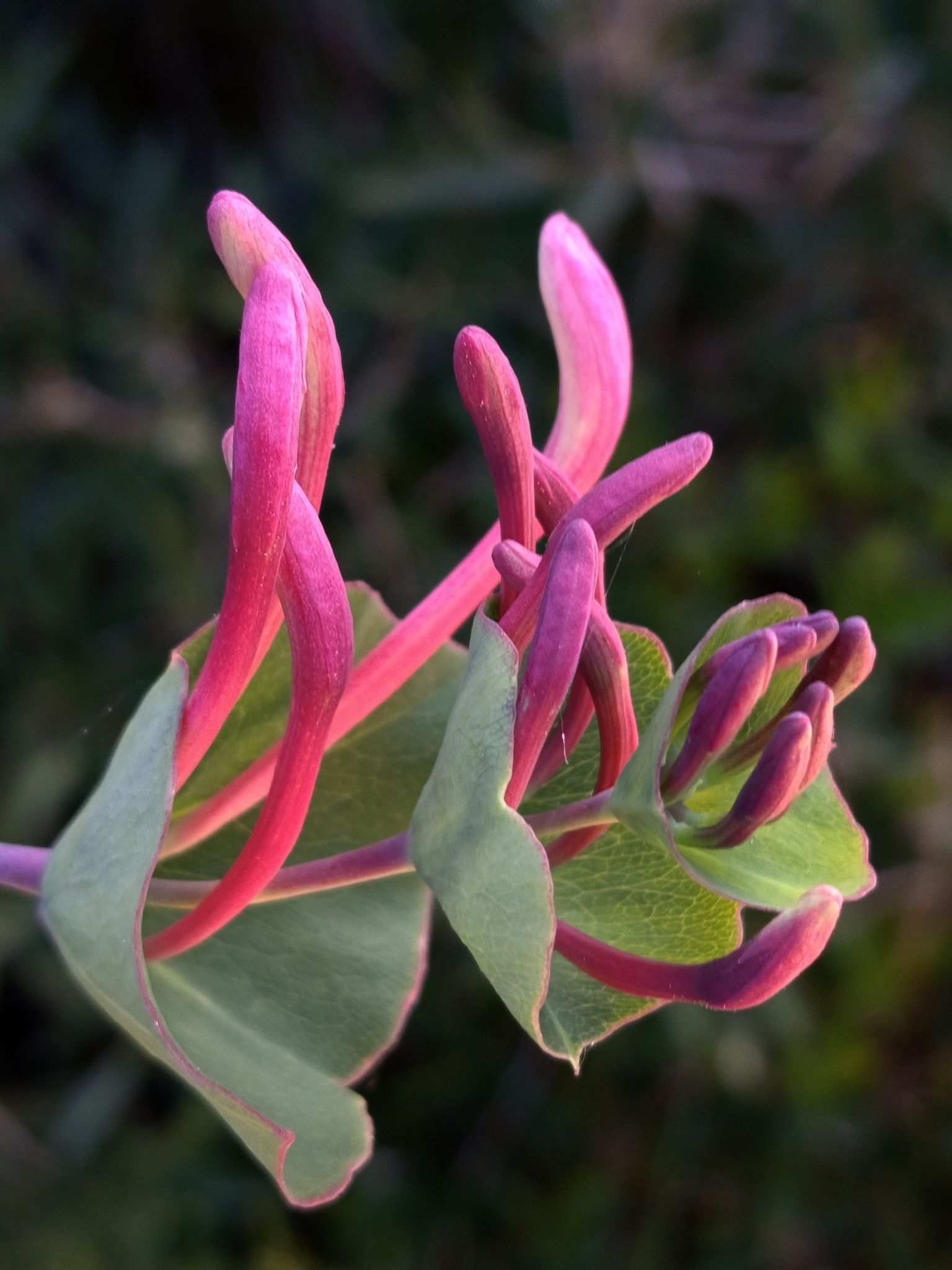 Lonicera implexa