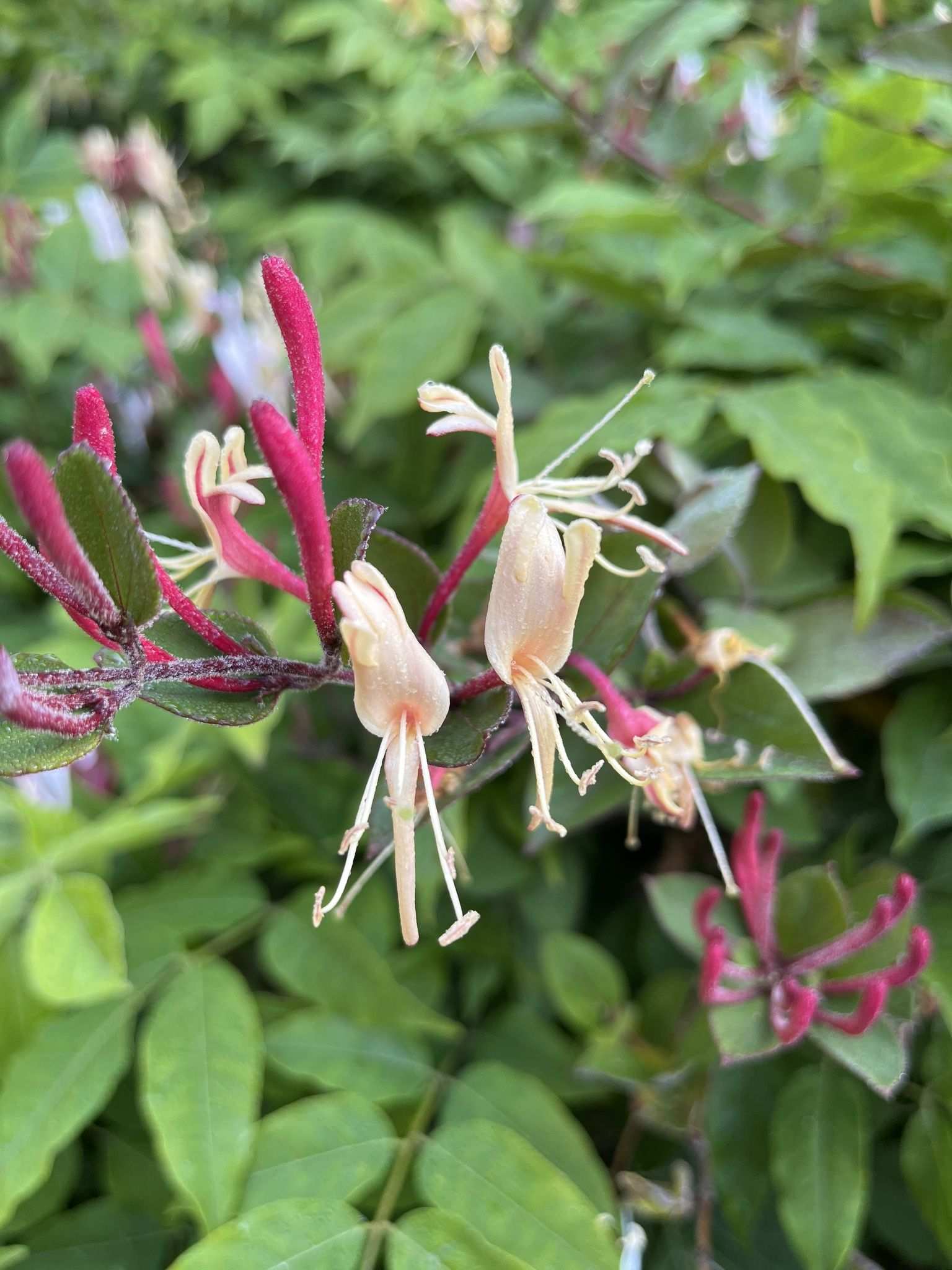 Lonicera japonica