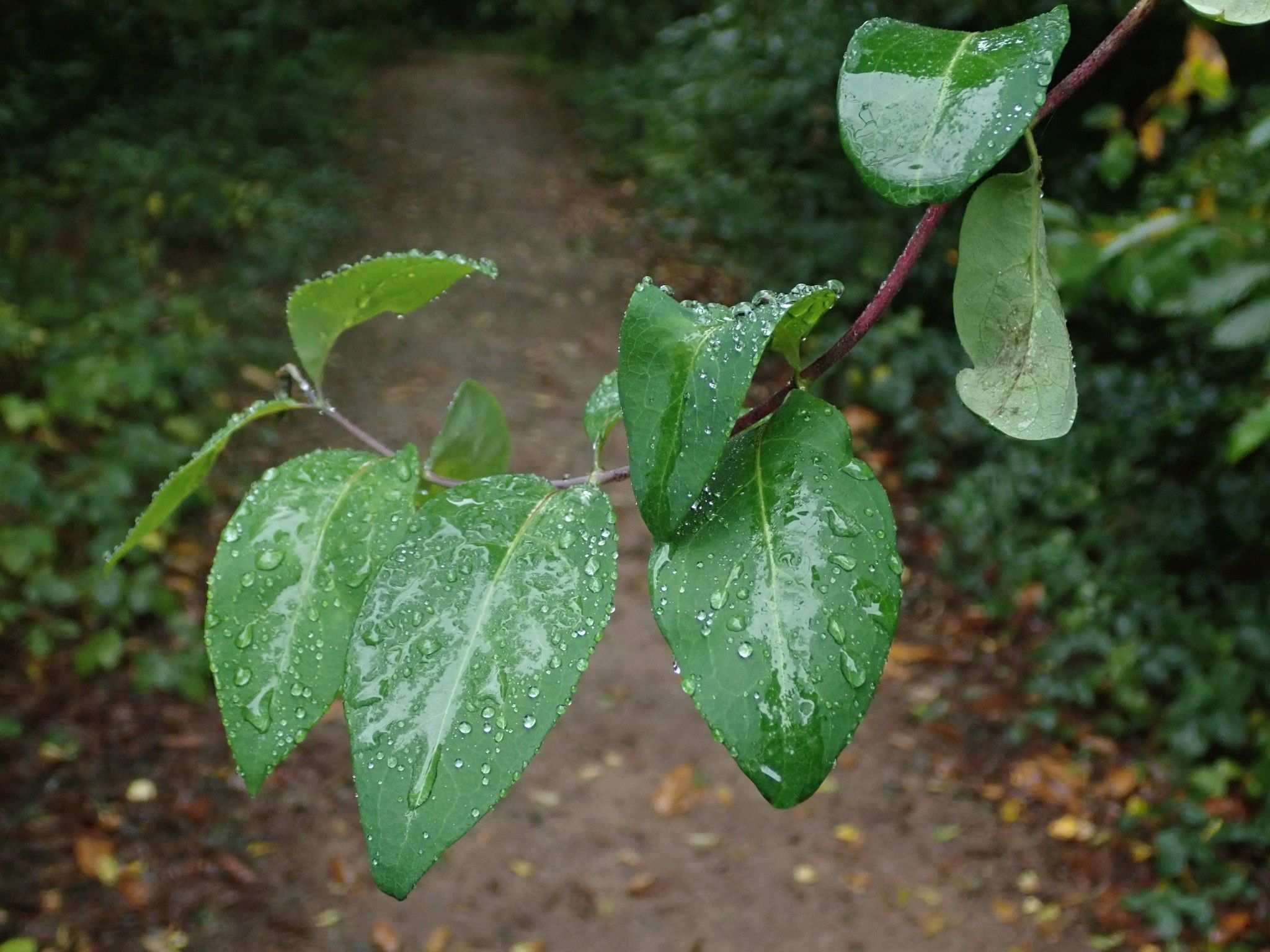Lonicera periclymenum