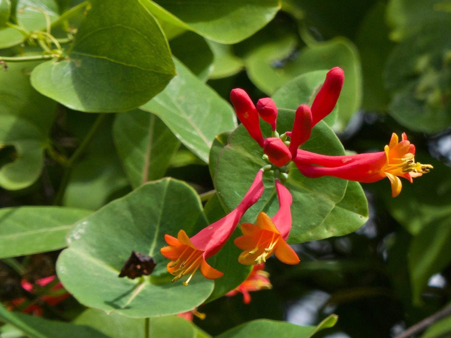 Lonicera sempervirens