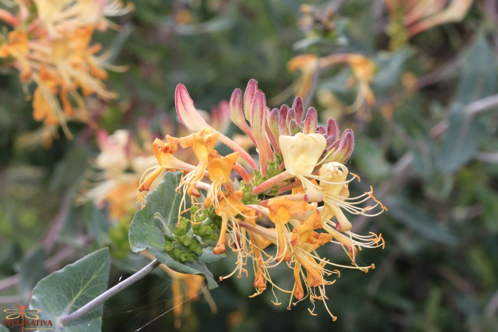 Lonicera sp.
