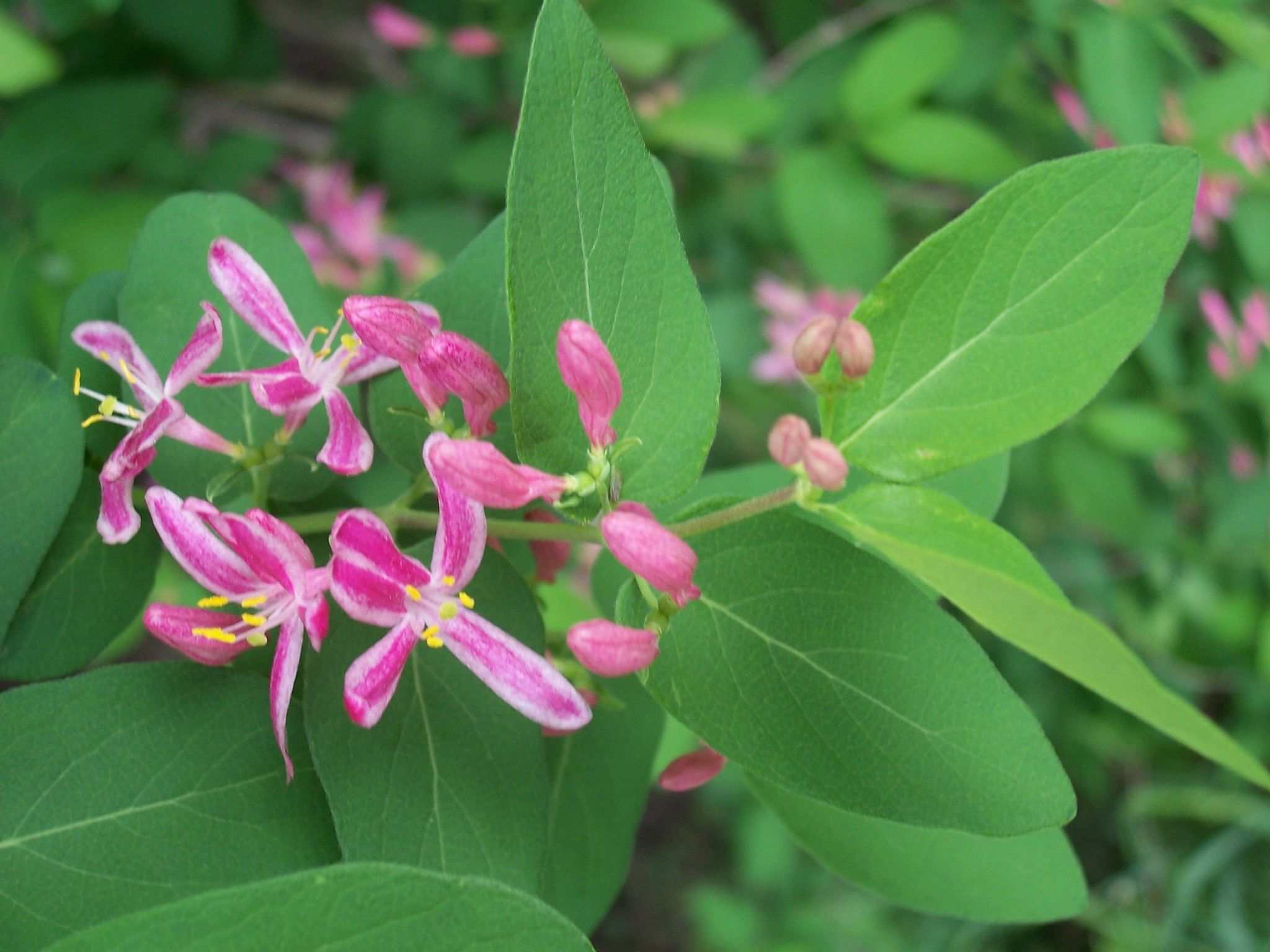 Lonicera tatarica