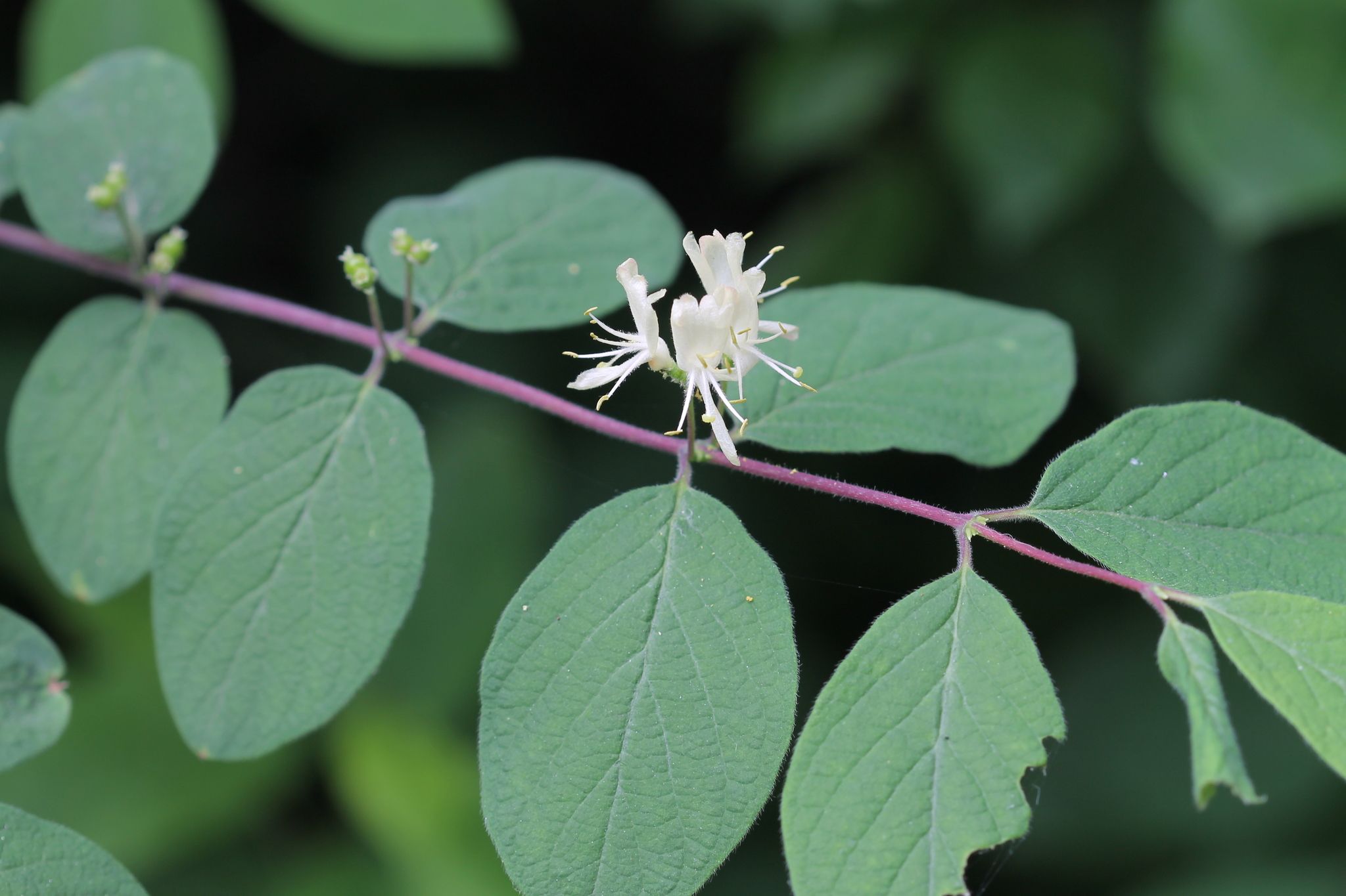 Lonicera xylosteum