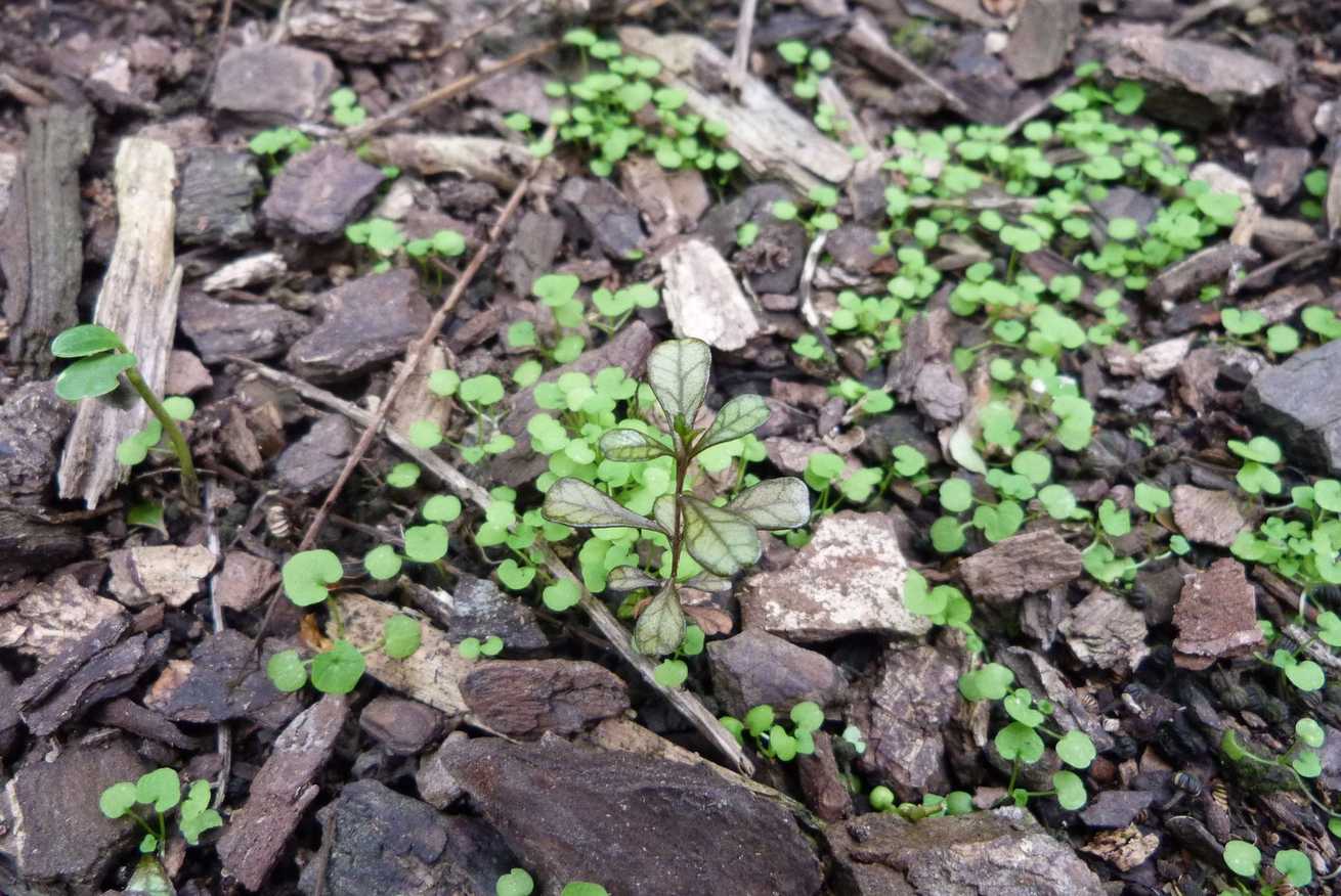 Lophomyrtus obcordata
