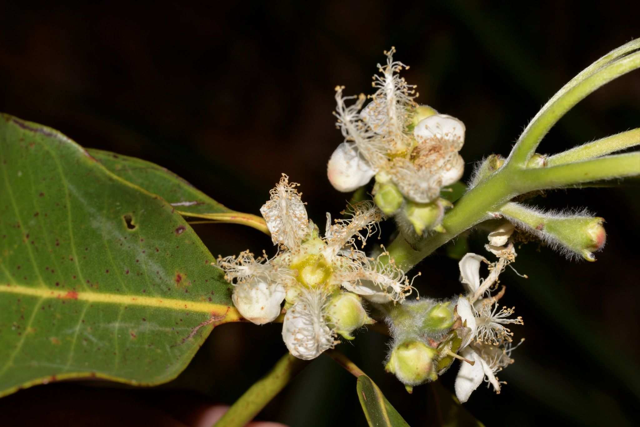 Lophostemon confertus