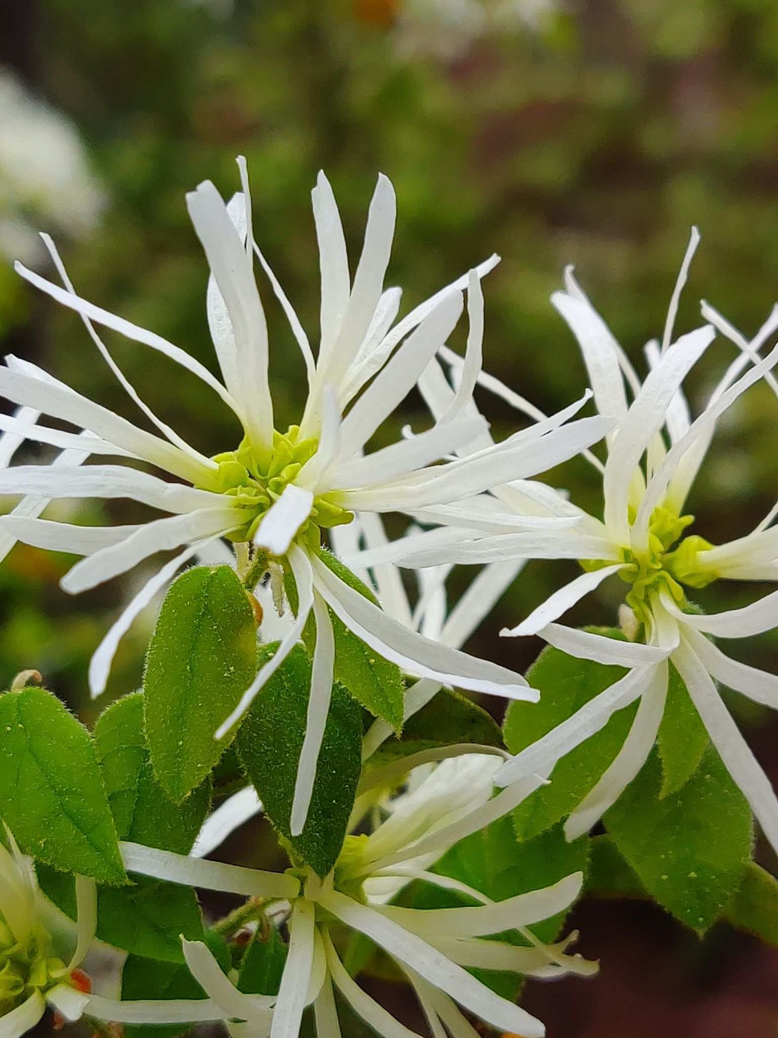 Loropetalum chinense