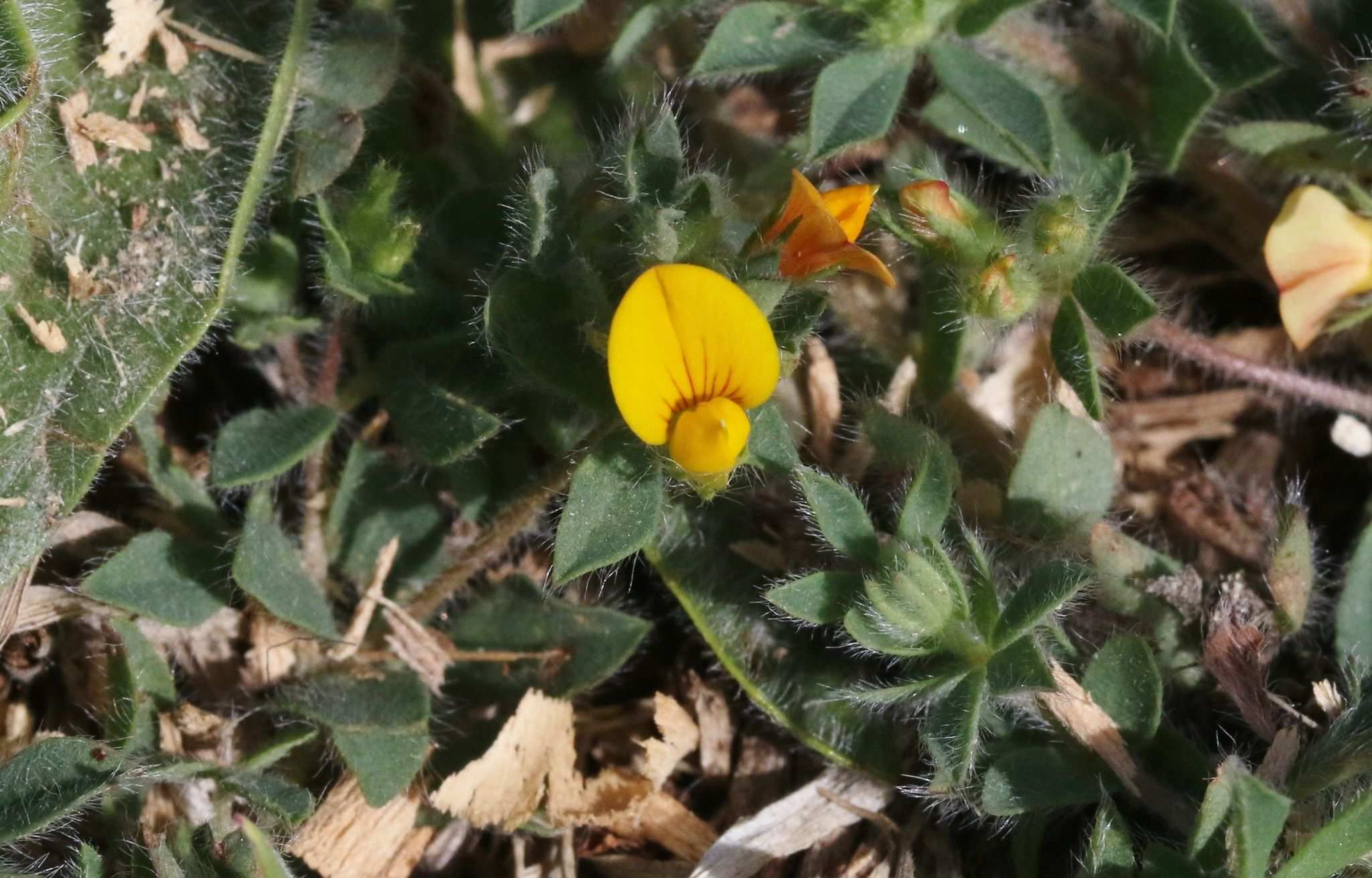 Lotus angustissimus