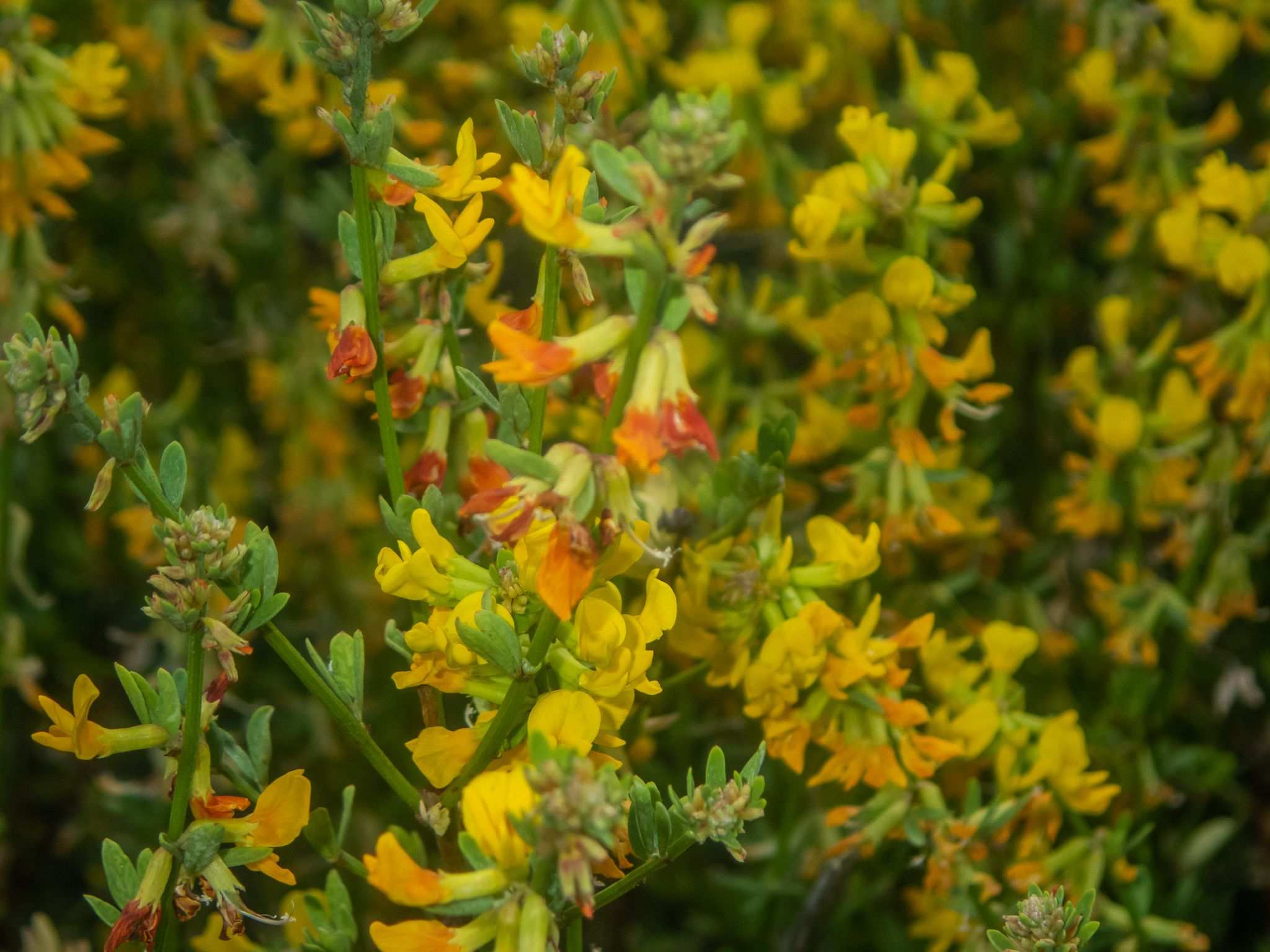 Lotus scoparius