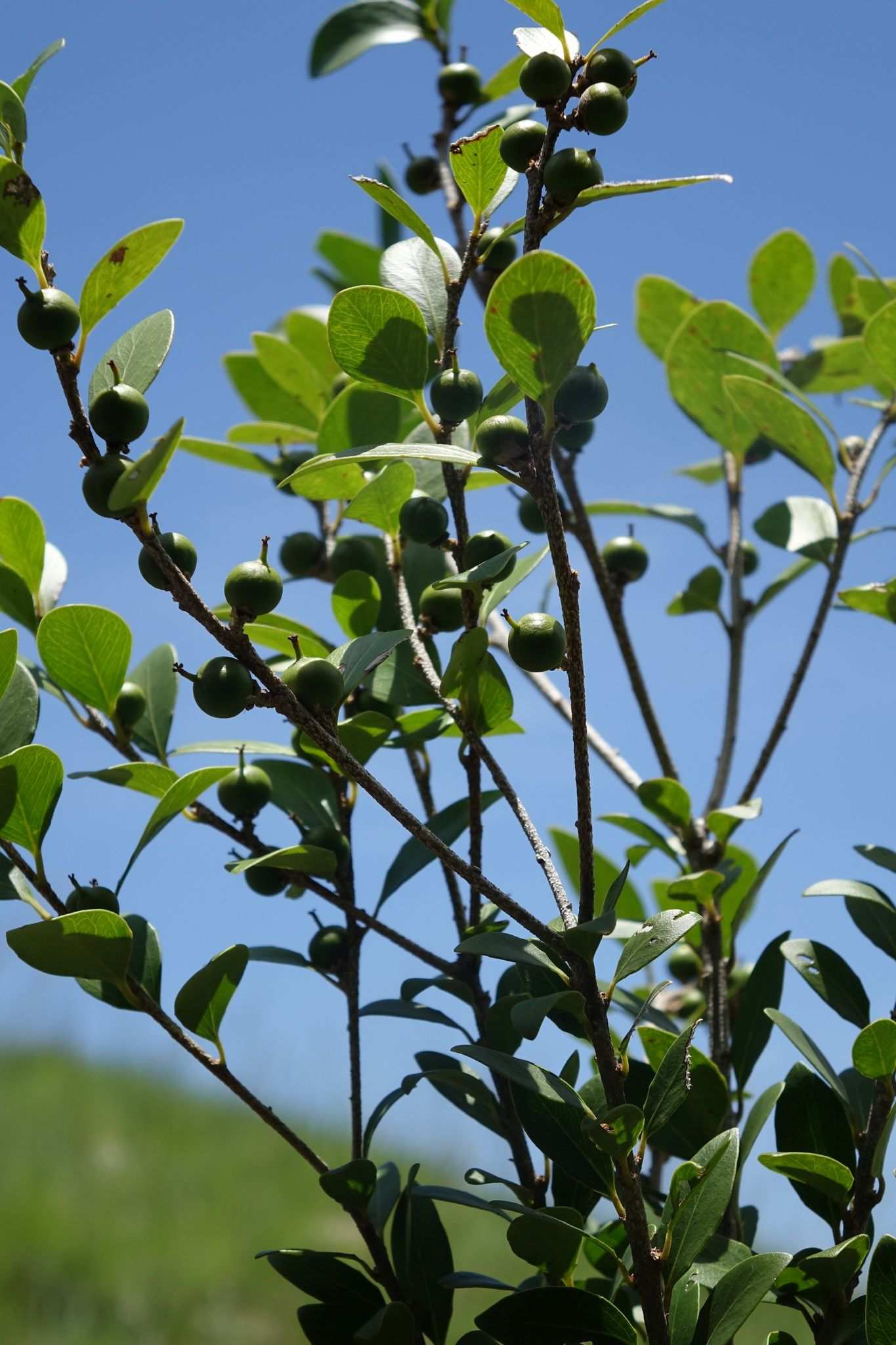 Ludia mauritiana
