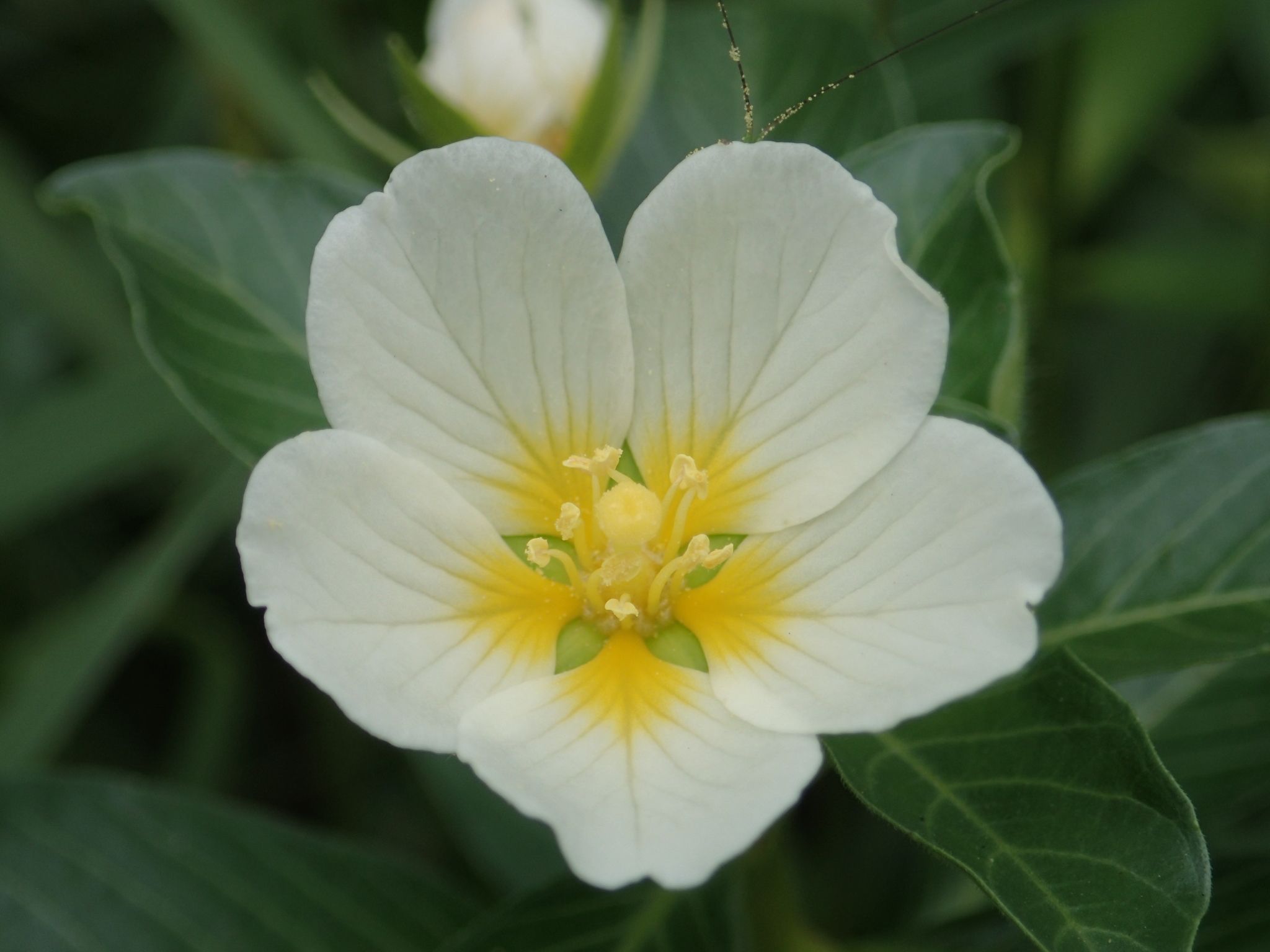 Ludwigia adscendens
