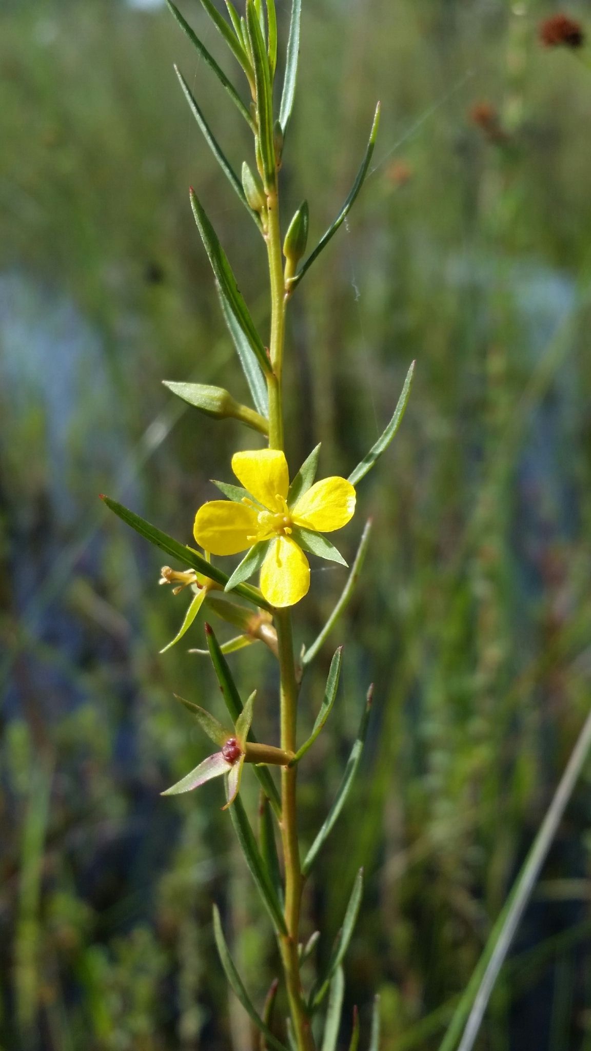 Ludwigia linifolia