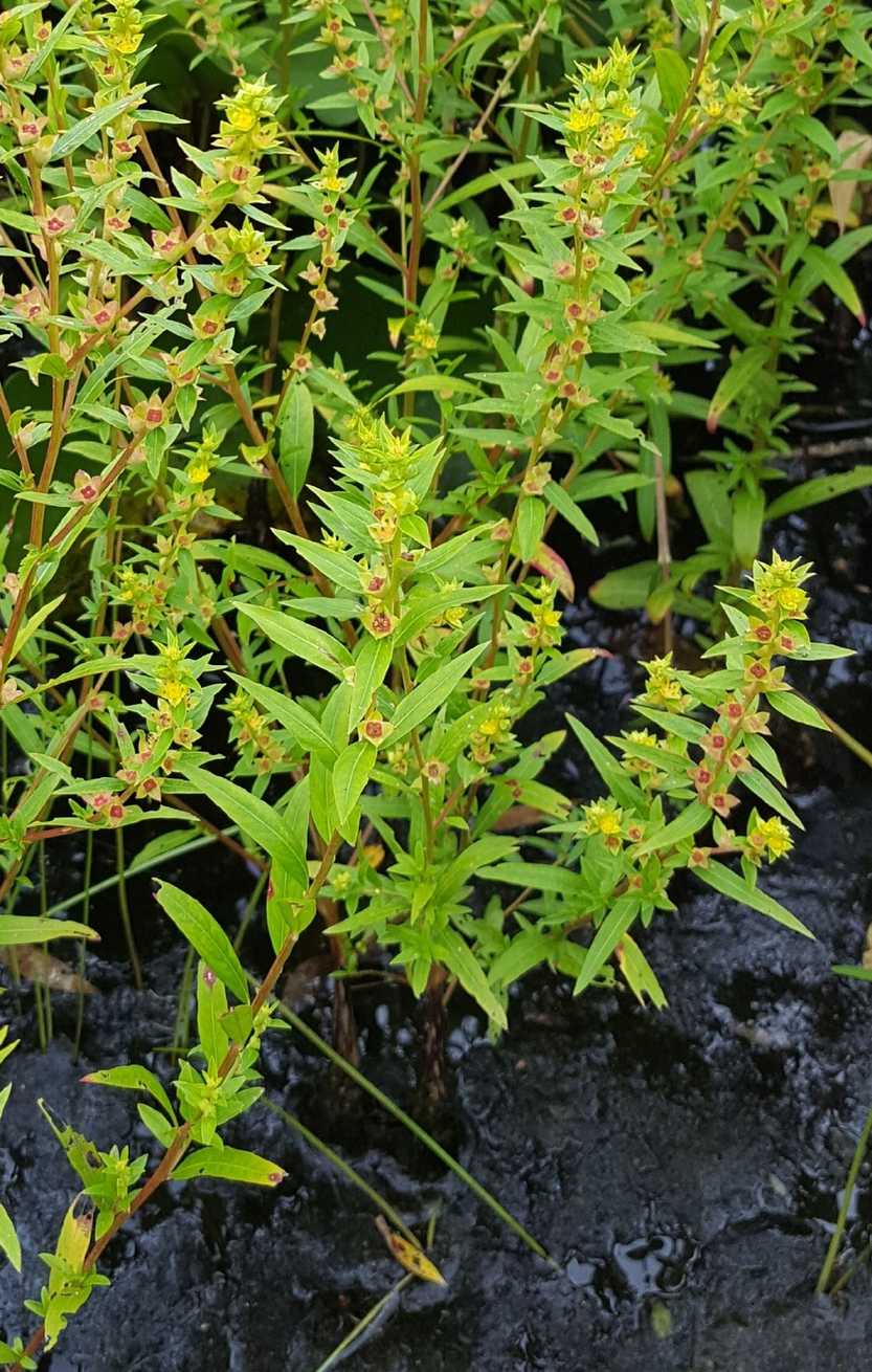Ludwigia sp.