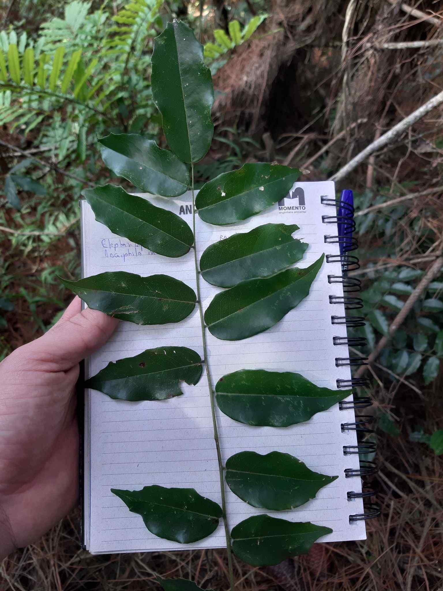 Luetzelburgia guaissara