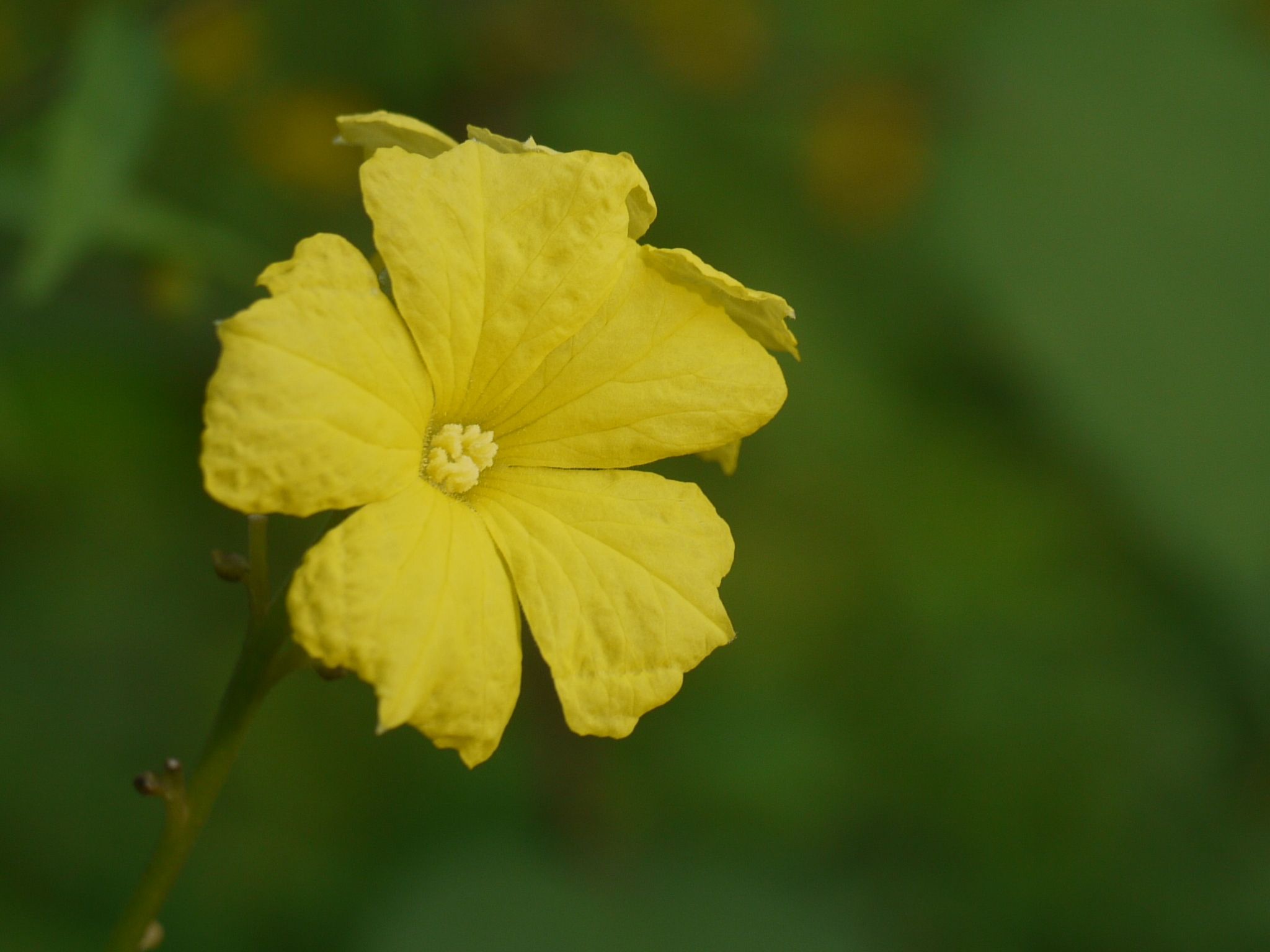 Luffa acutangula