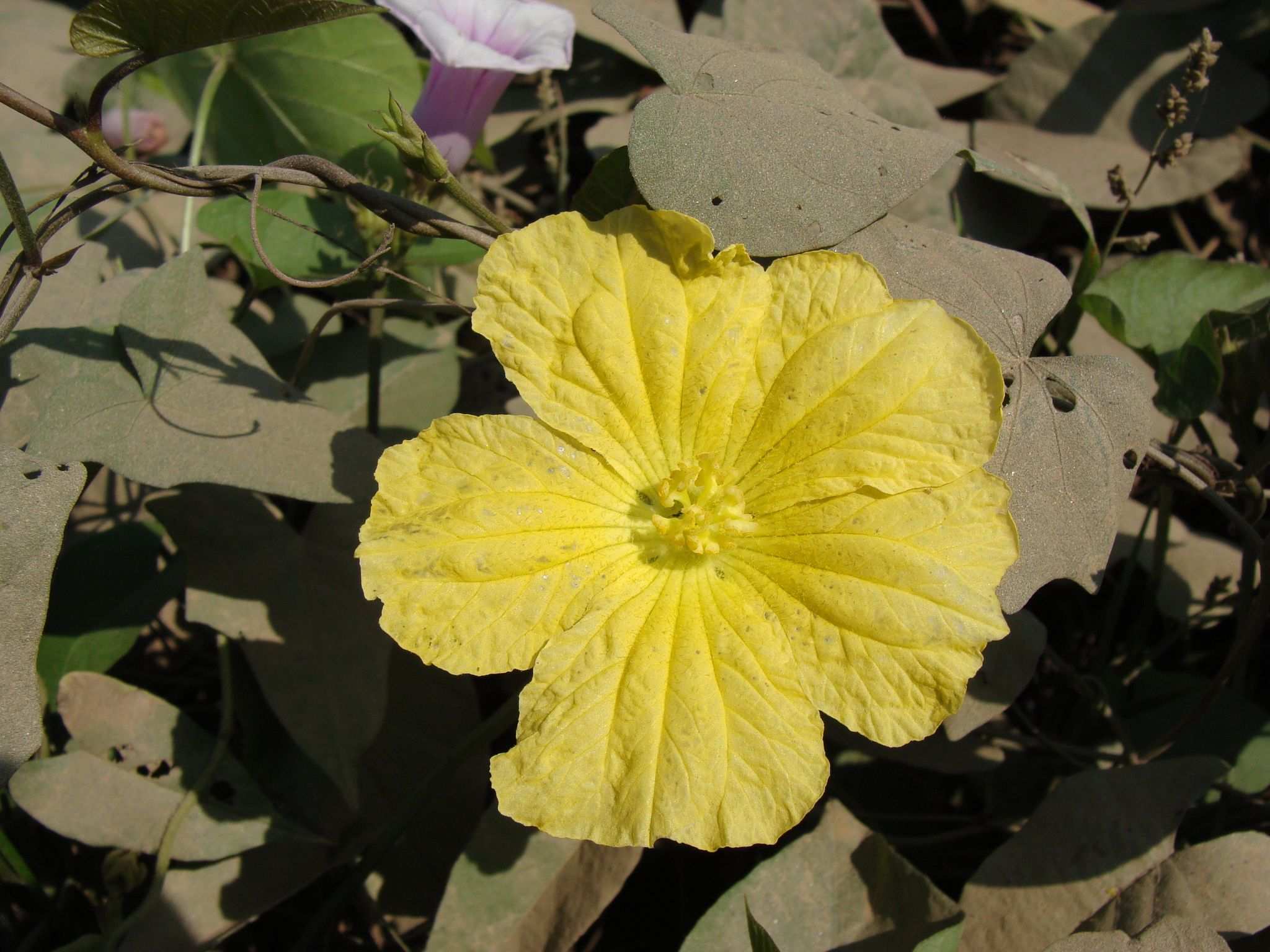 Luffa aegyptiaca