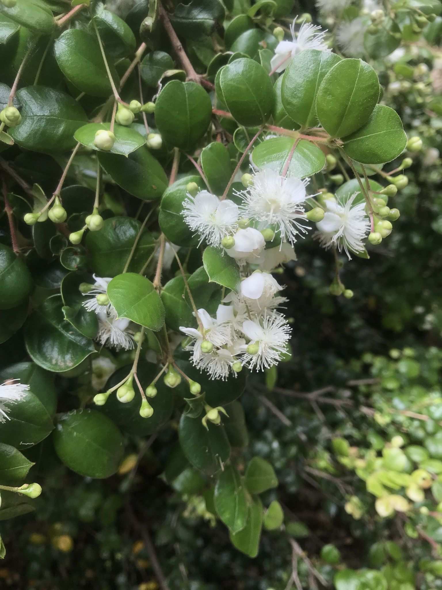 Luma apiculata