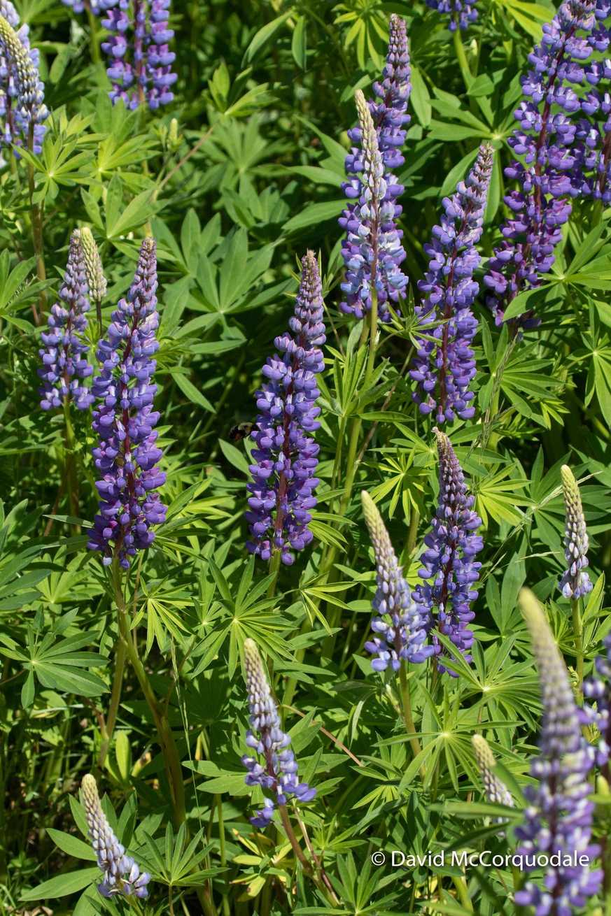 Lupinus
