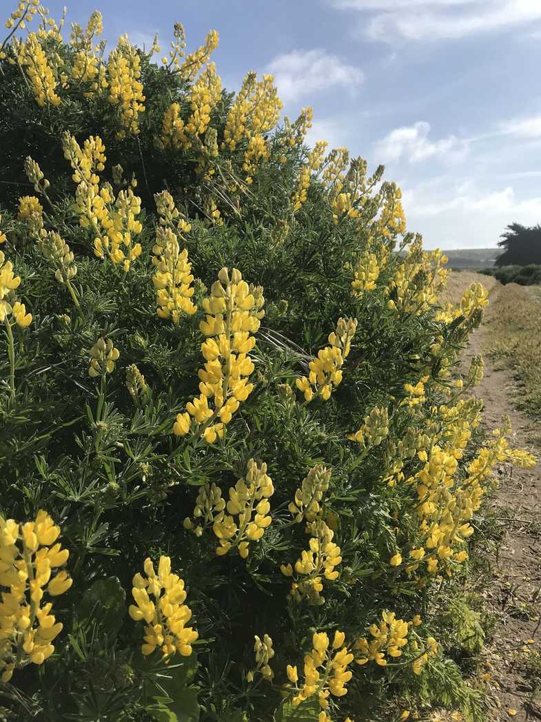 Lupinus arboreus