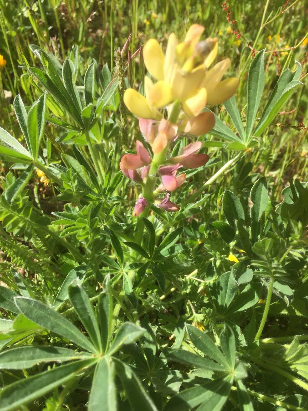 Lupinus gredensis