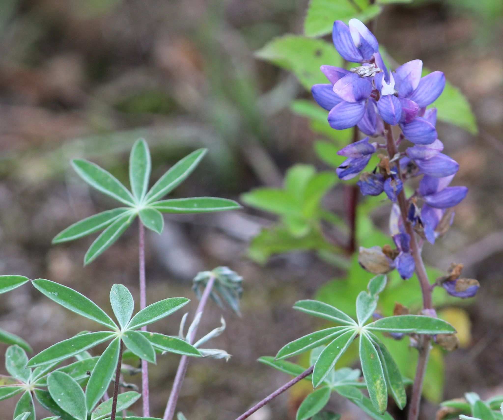 Lupinus mexicanus
