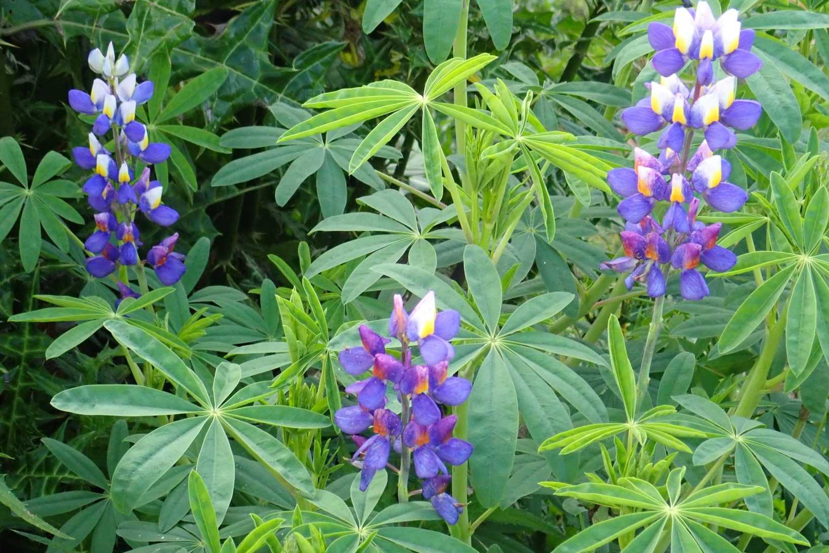 Lupinus mutabilis