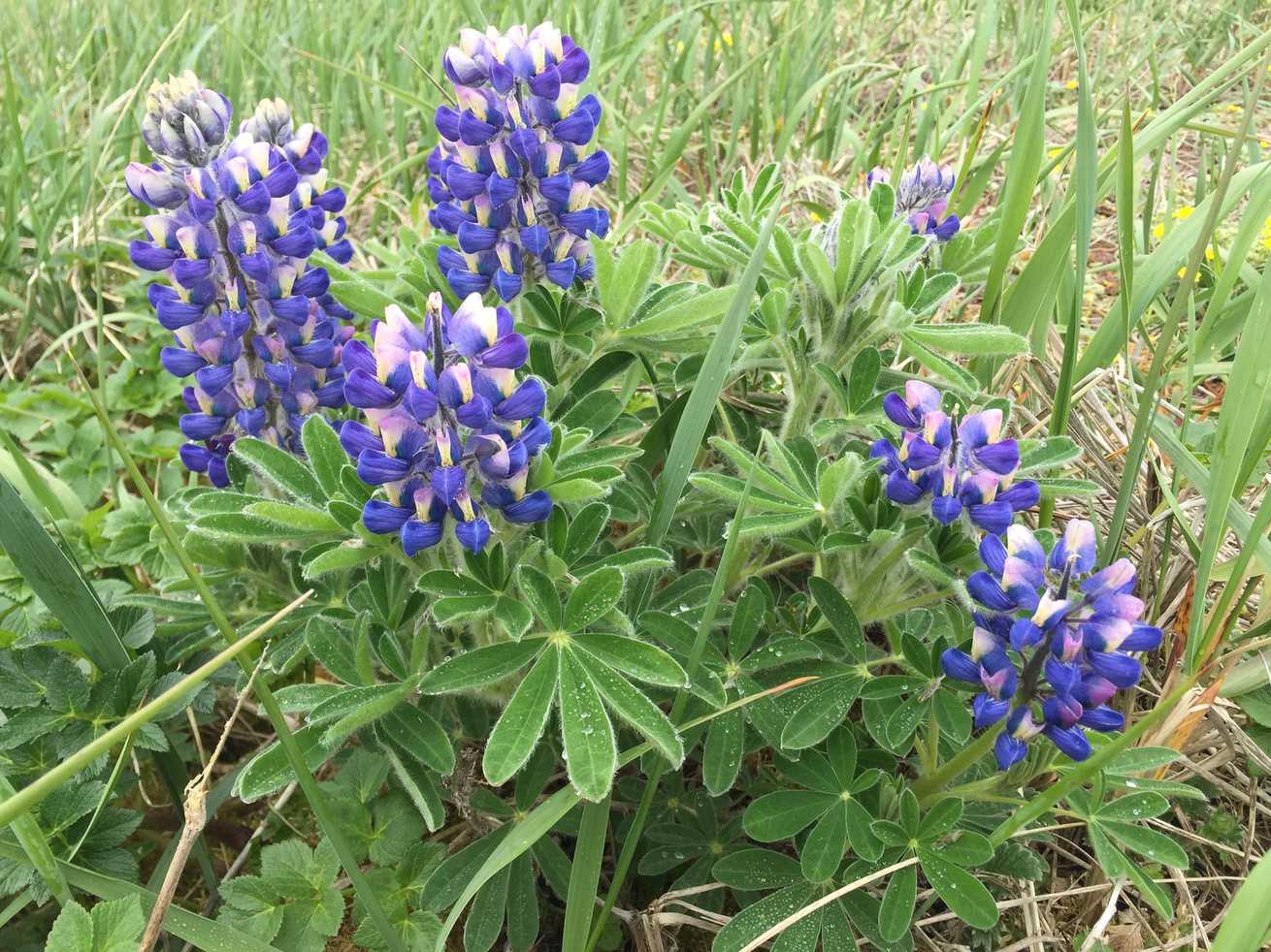 Lupinus nootkatensis